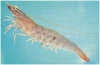 Brown (Penaeid) shrimp