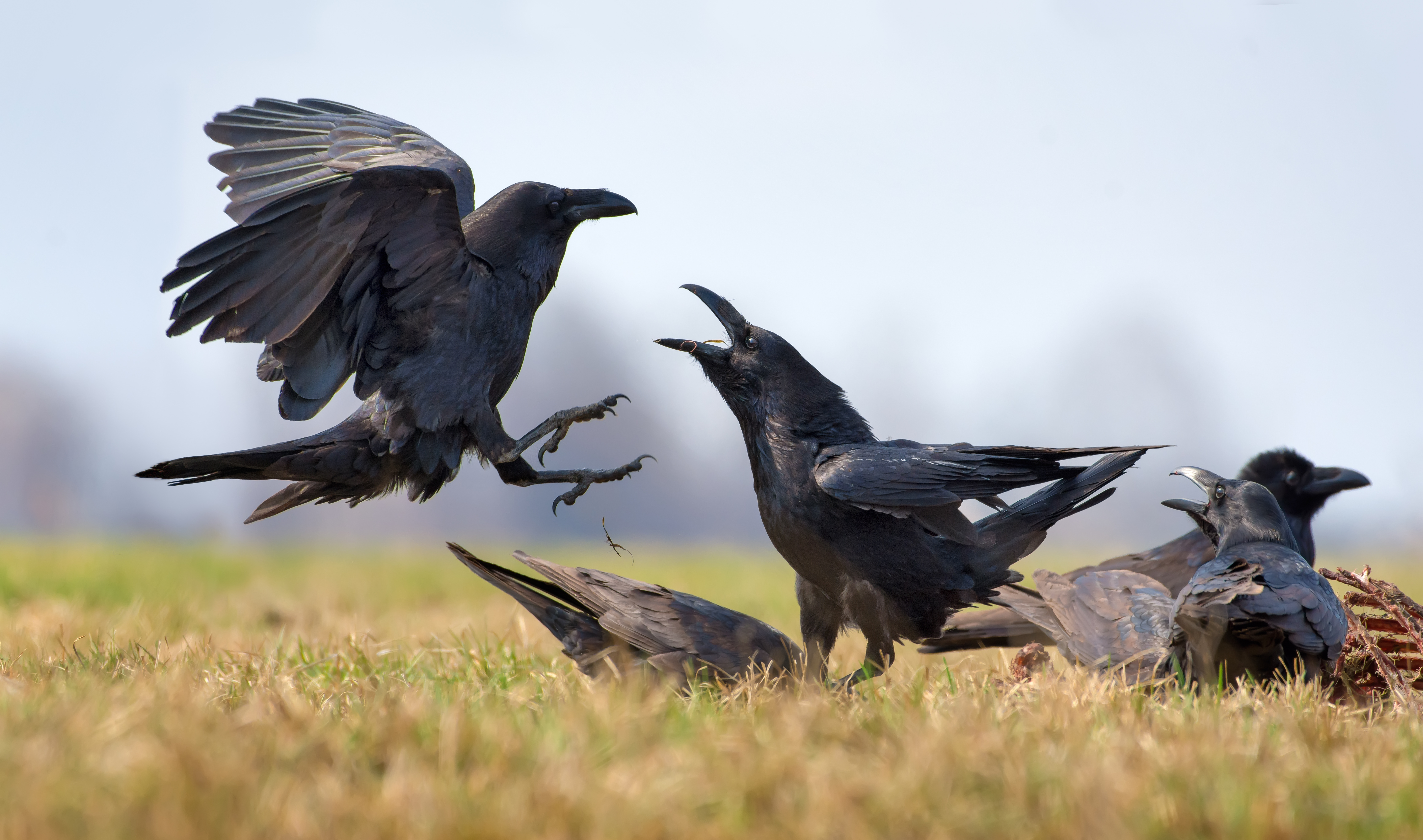 Group of black birds on the ground and in the air