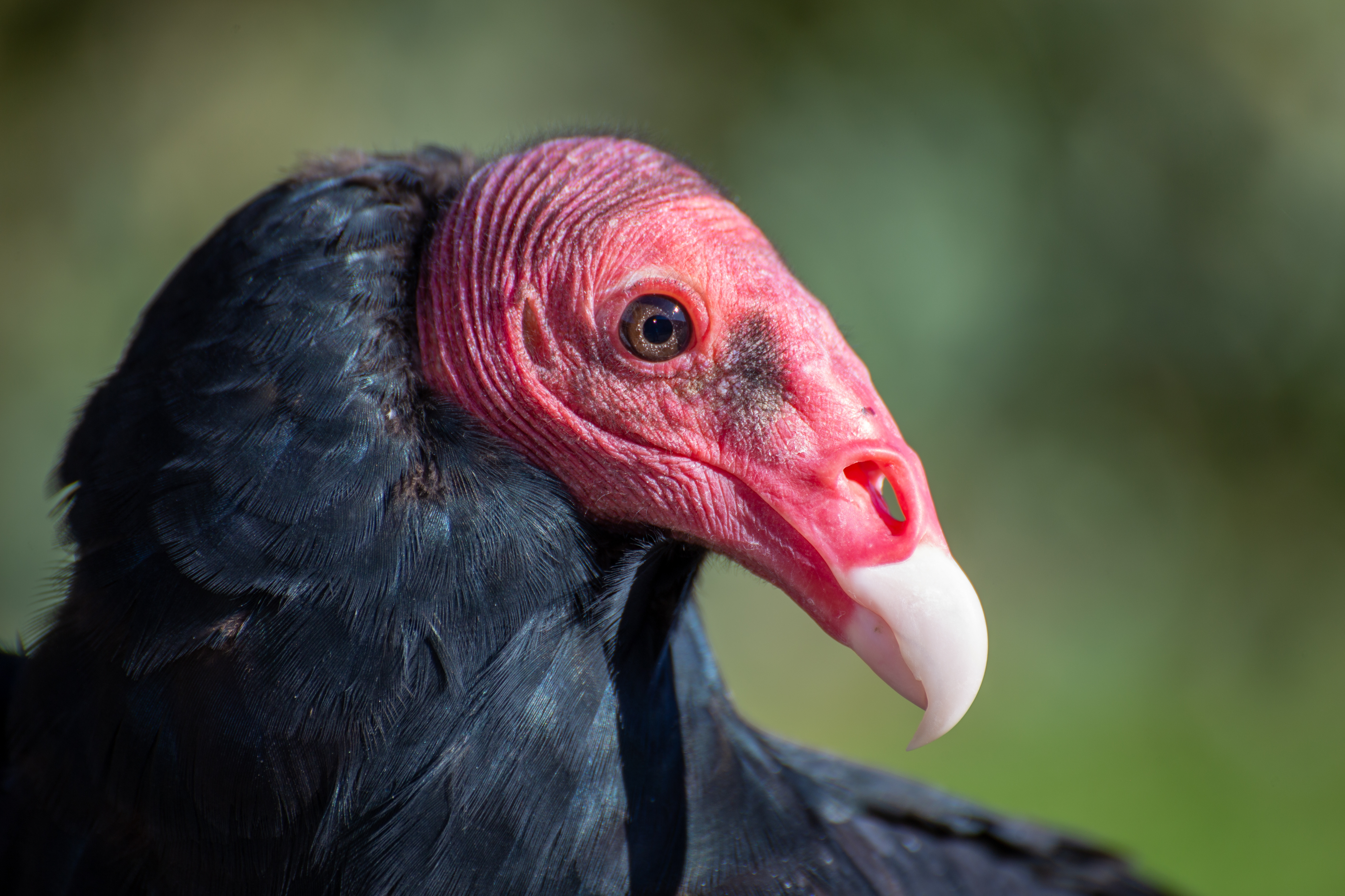 Close up of turkey vulture with red head and black body feathers