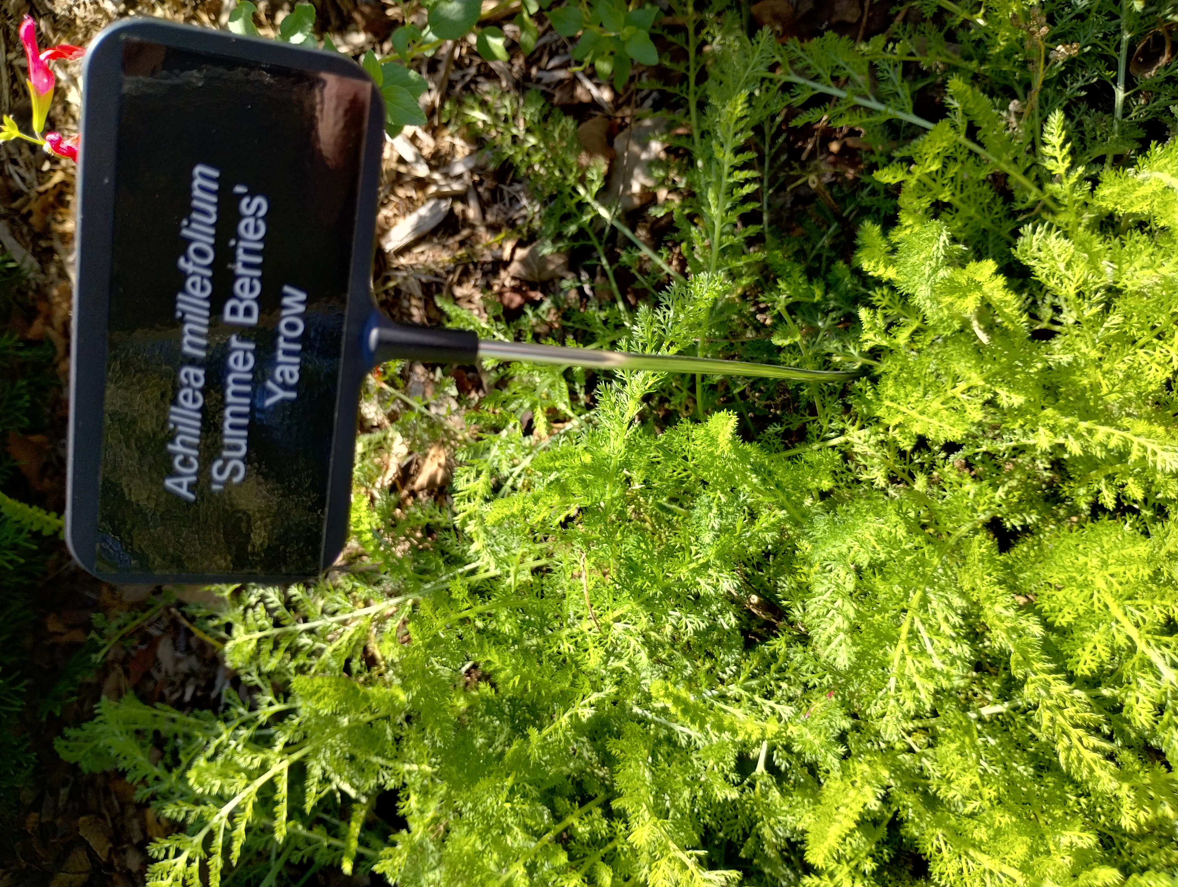 Achillea Millefolium