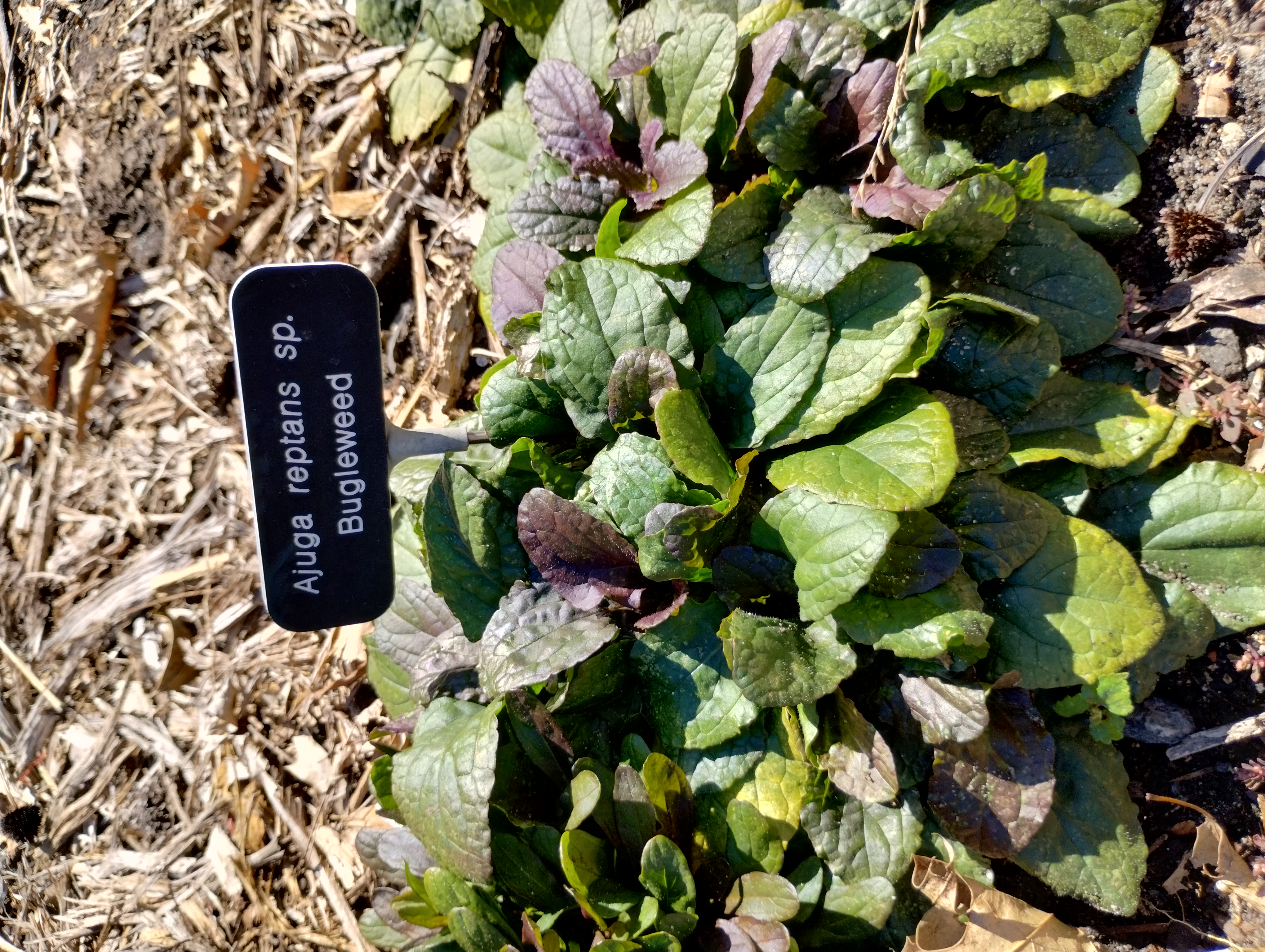 Ajuga reptans