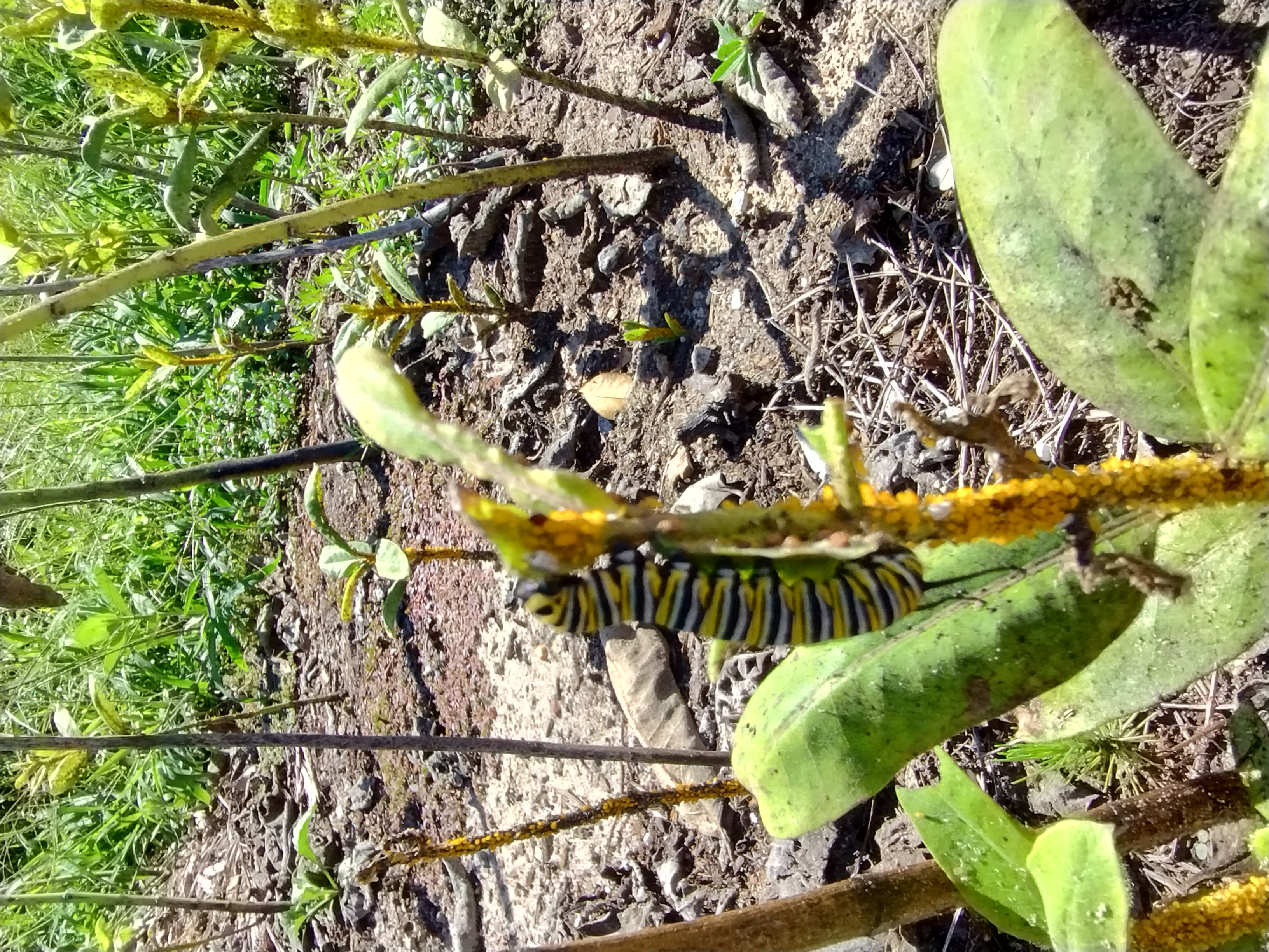 Asclepius syriaca and Monarch caterpillar
