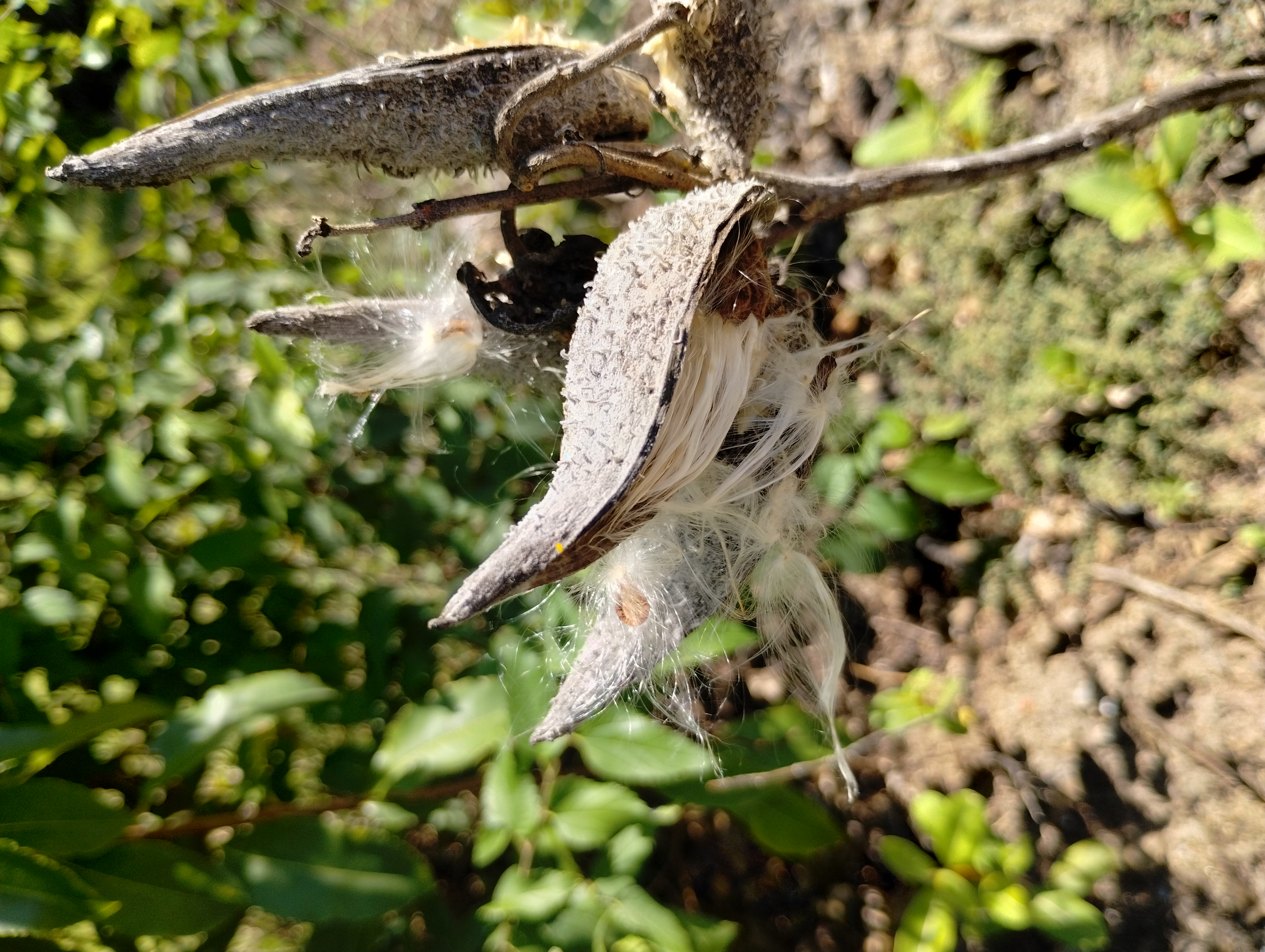 Asclepias syriaca seed pods