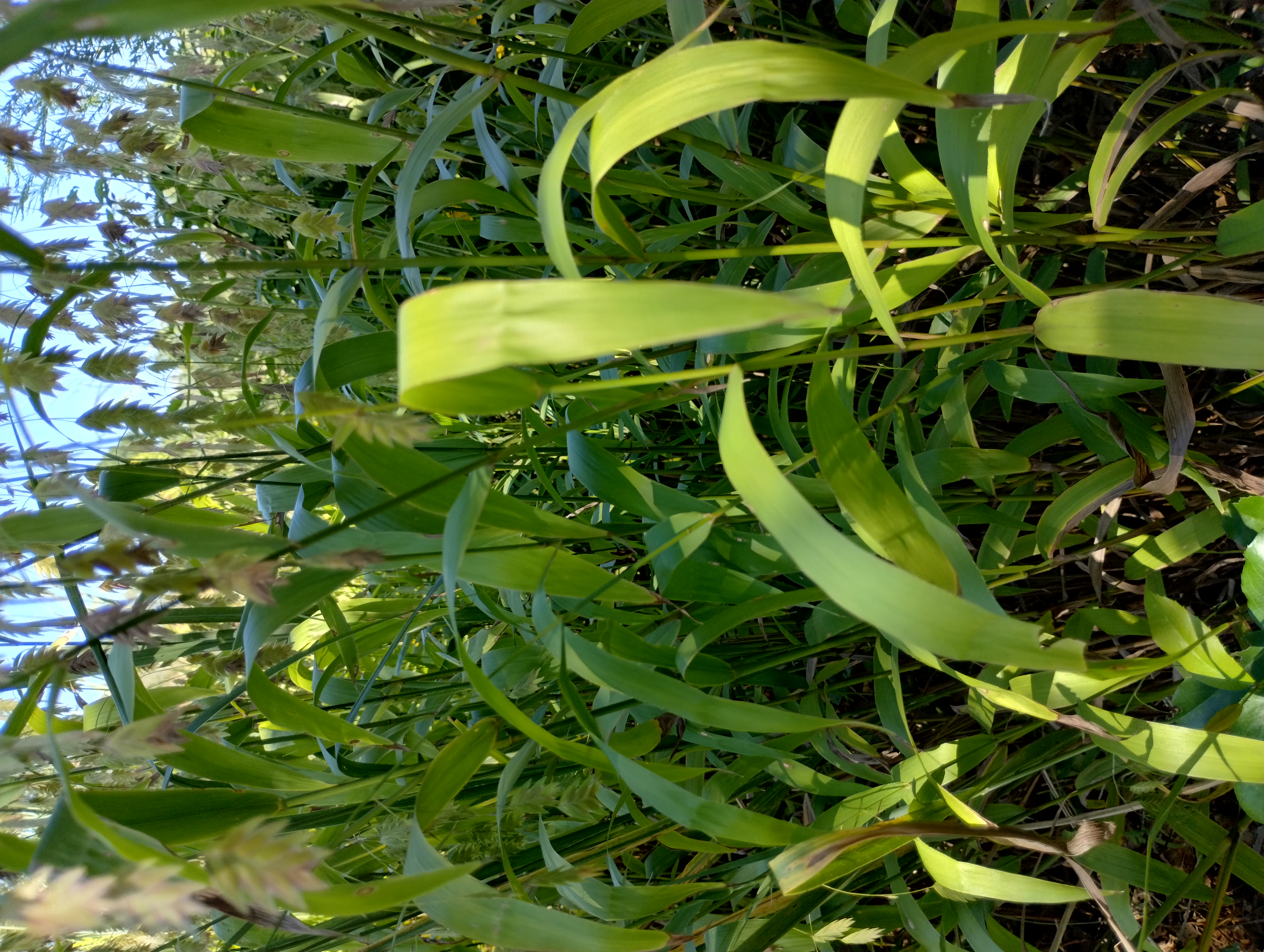Chasmantium latifolium leaves