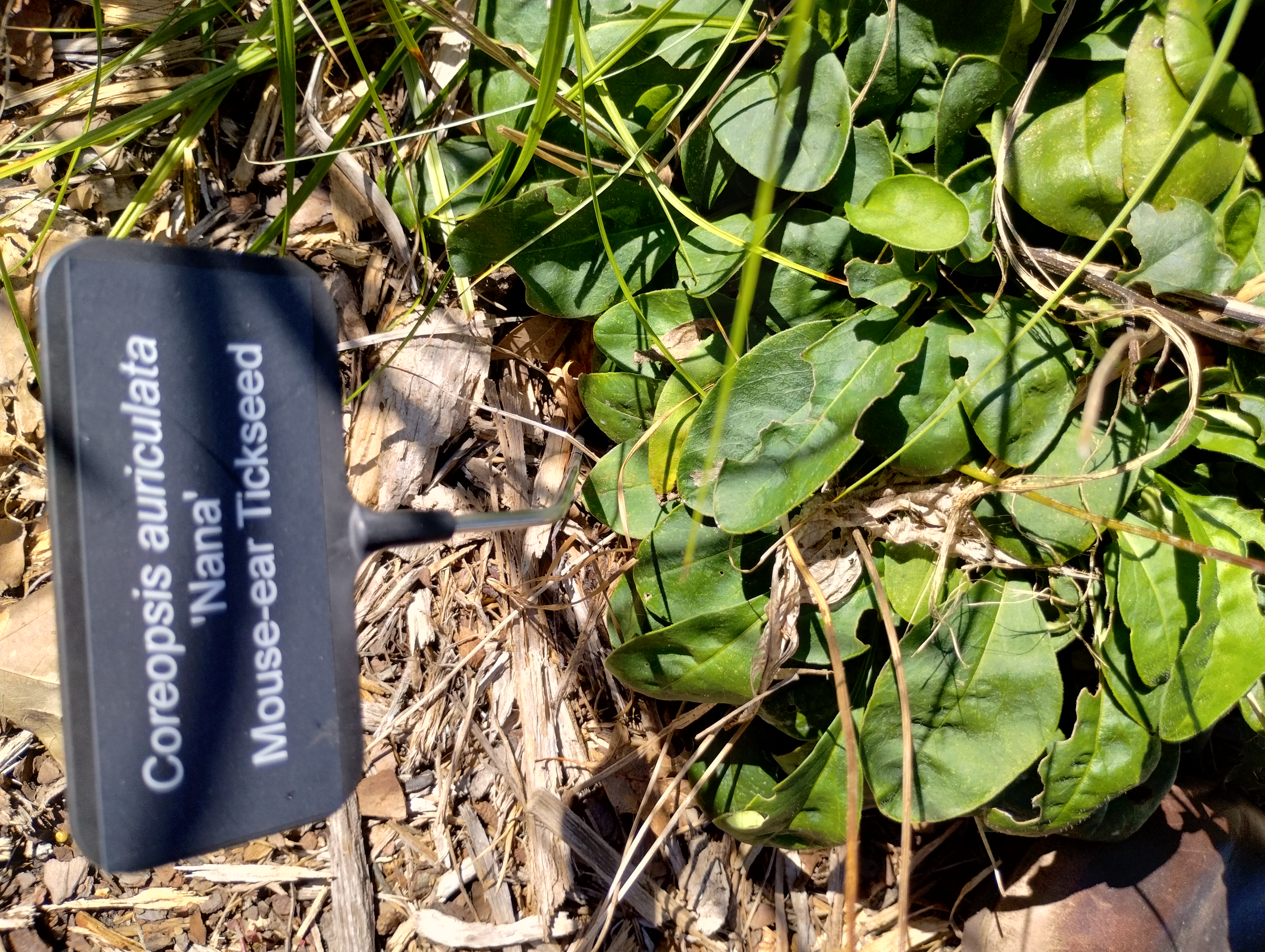 Coreopsis auriculata