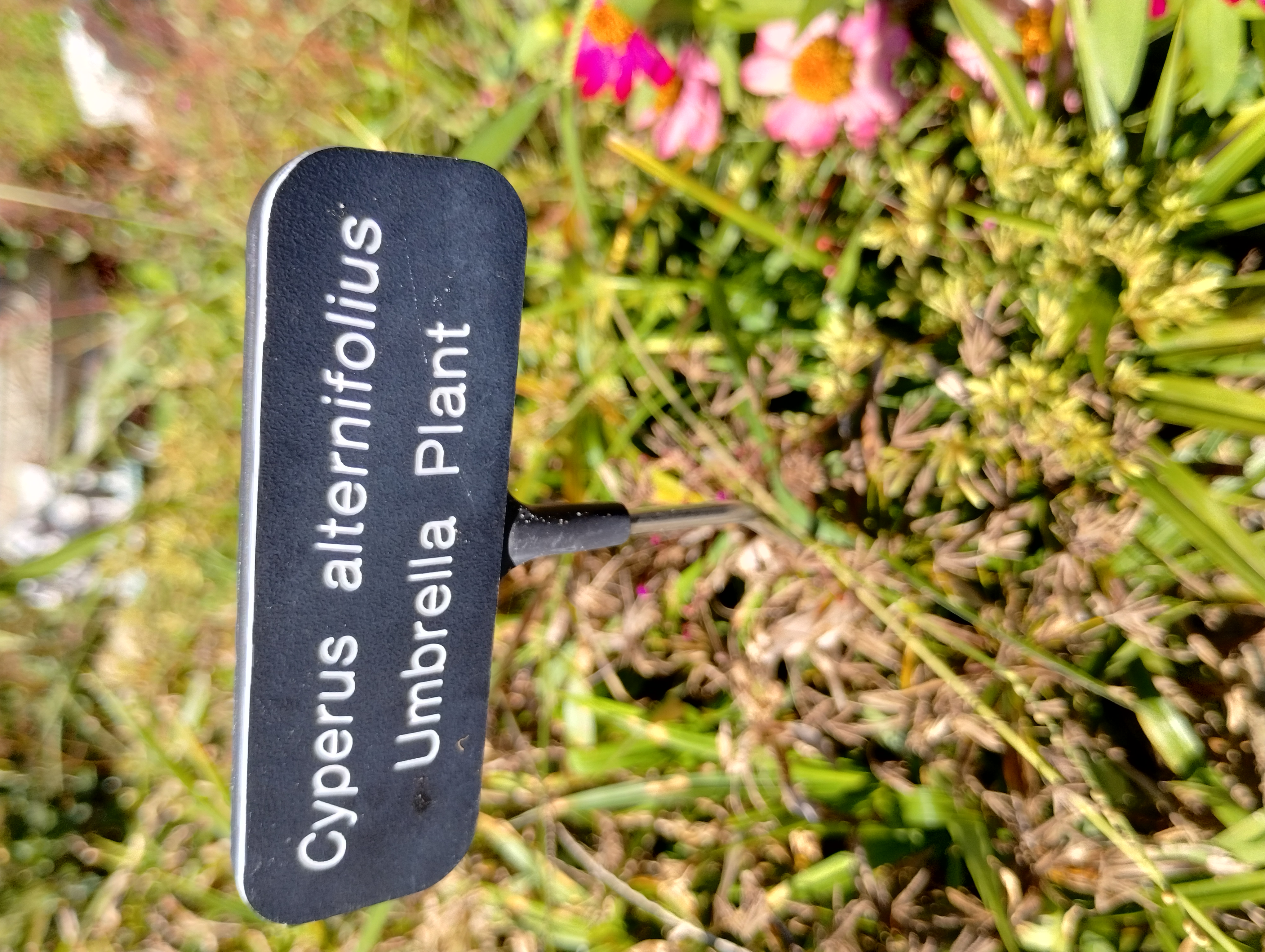 Cyperus alternifolius