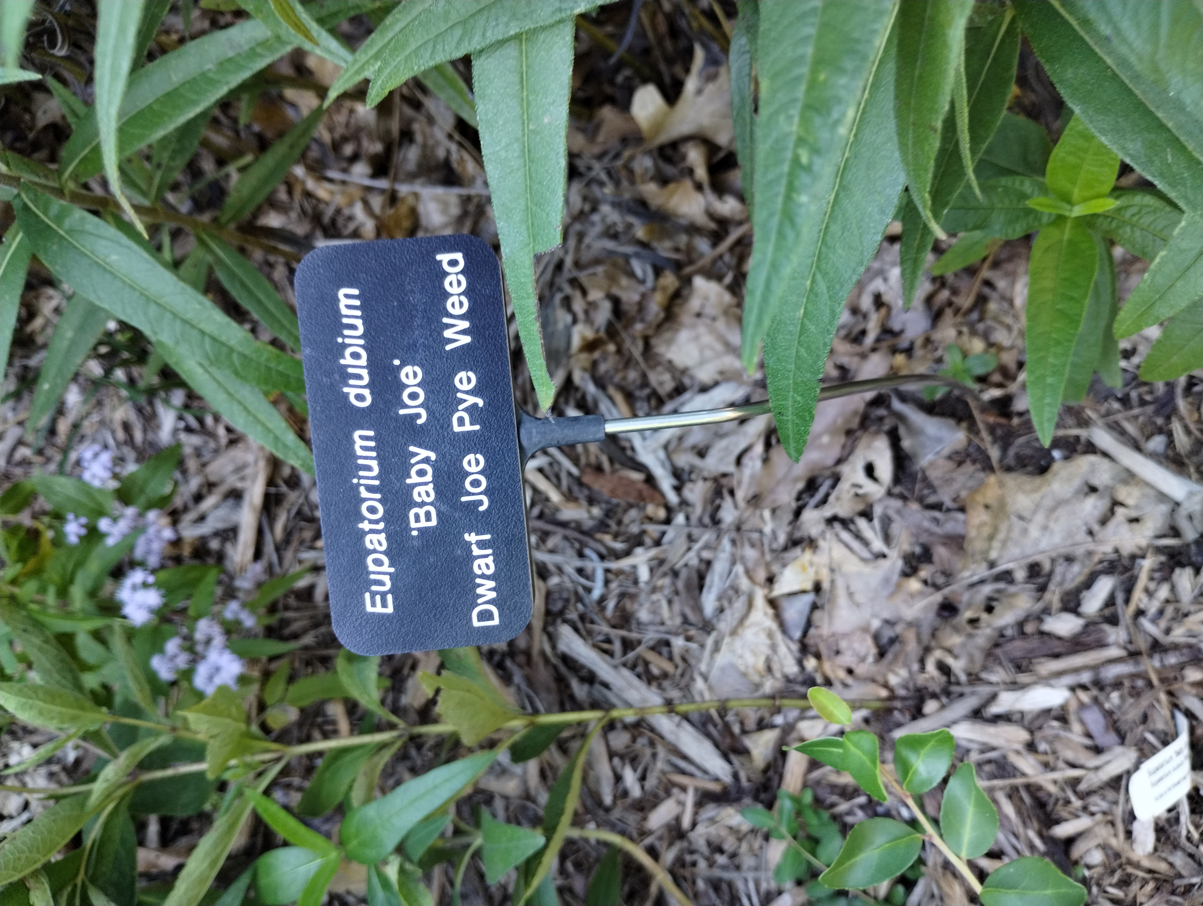 Eupatorium dubium