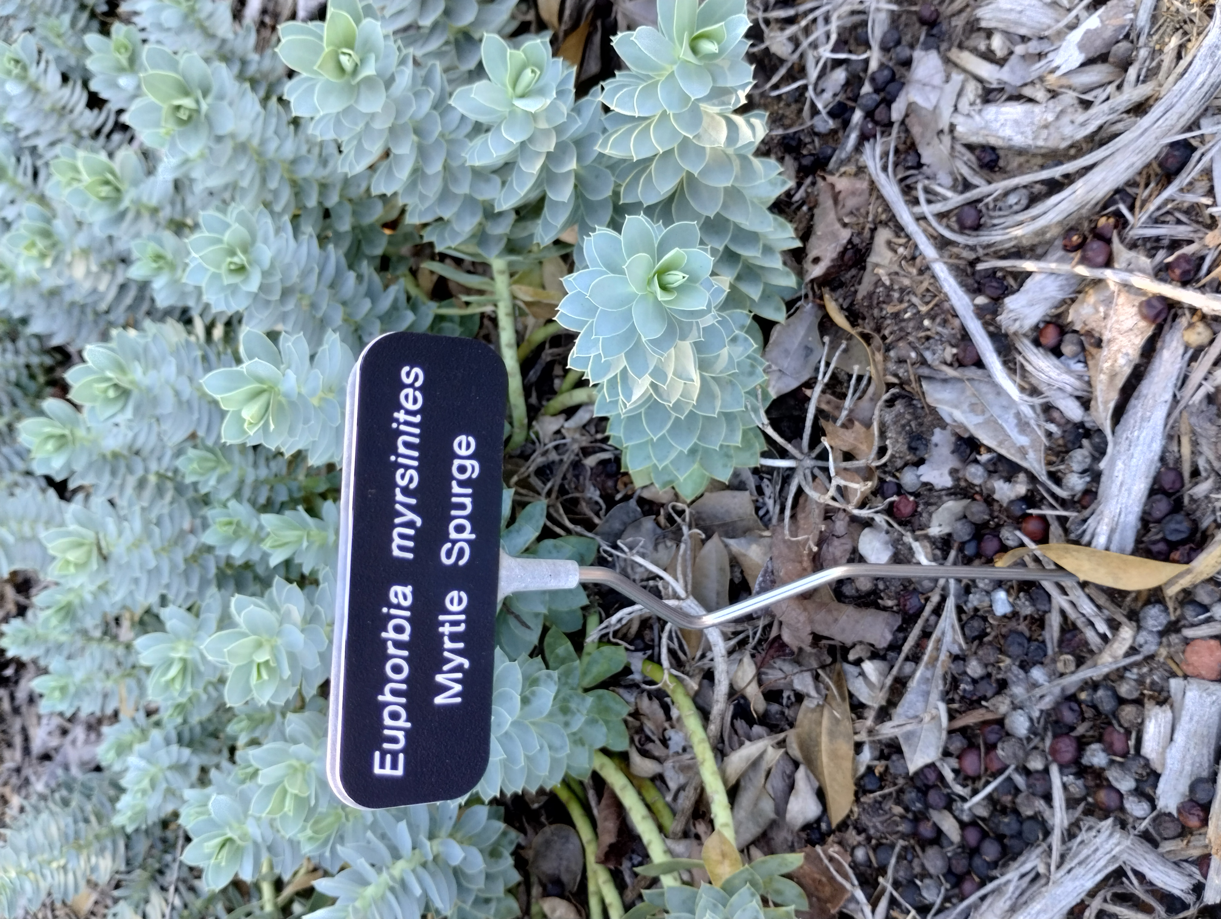 Euphorbia myrsinites