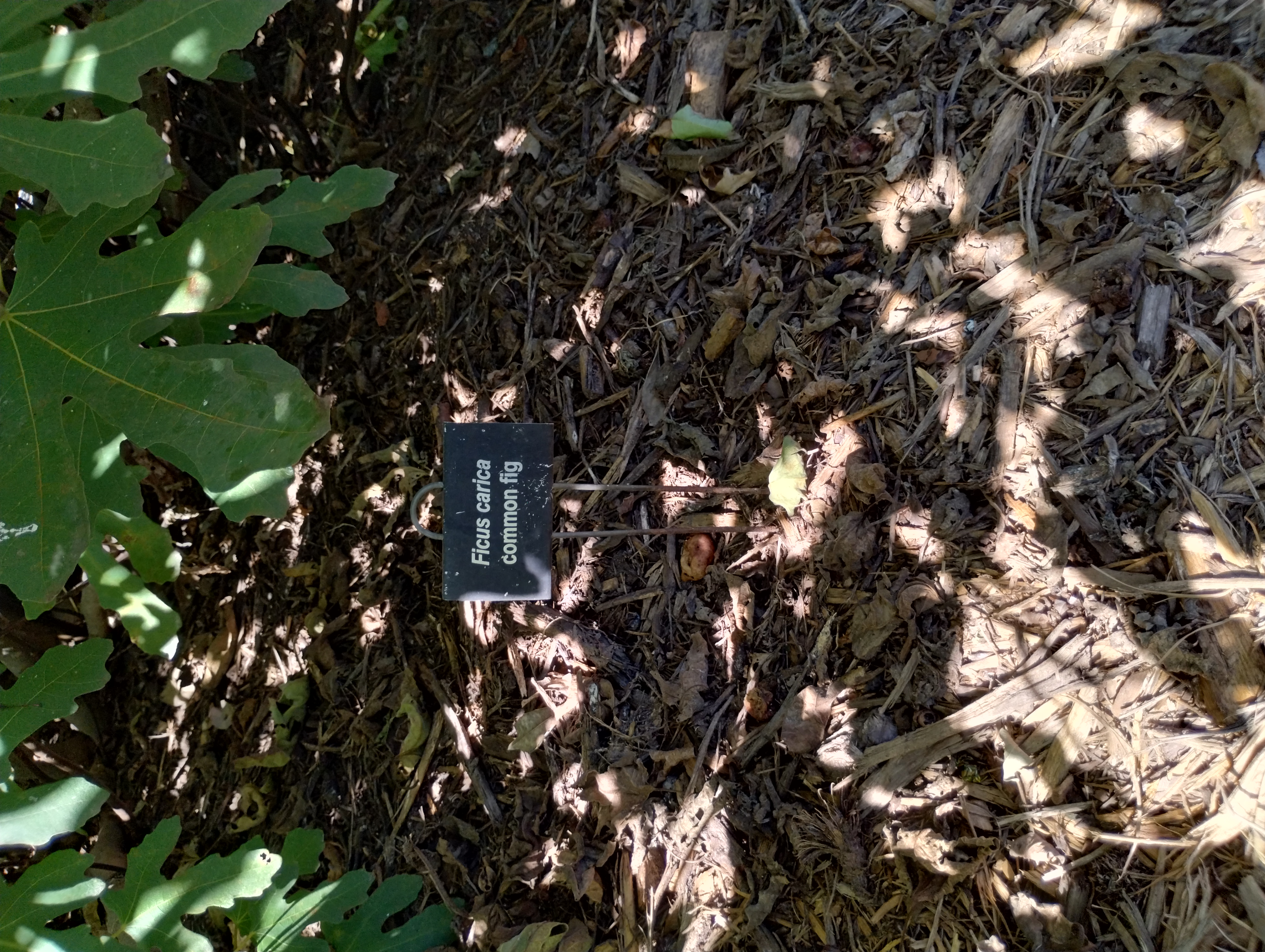 Ficus carica common fig