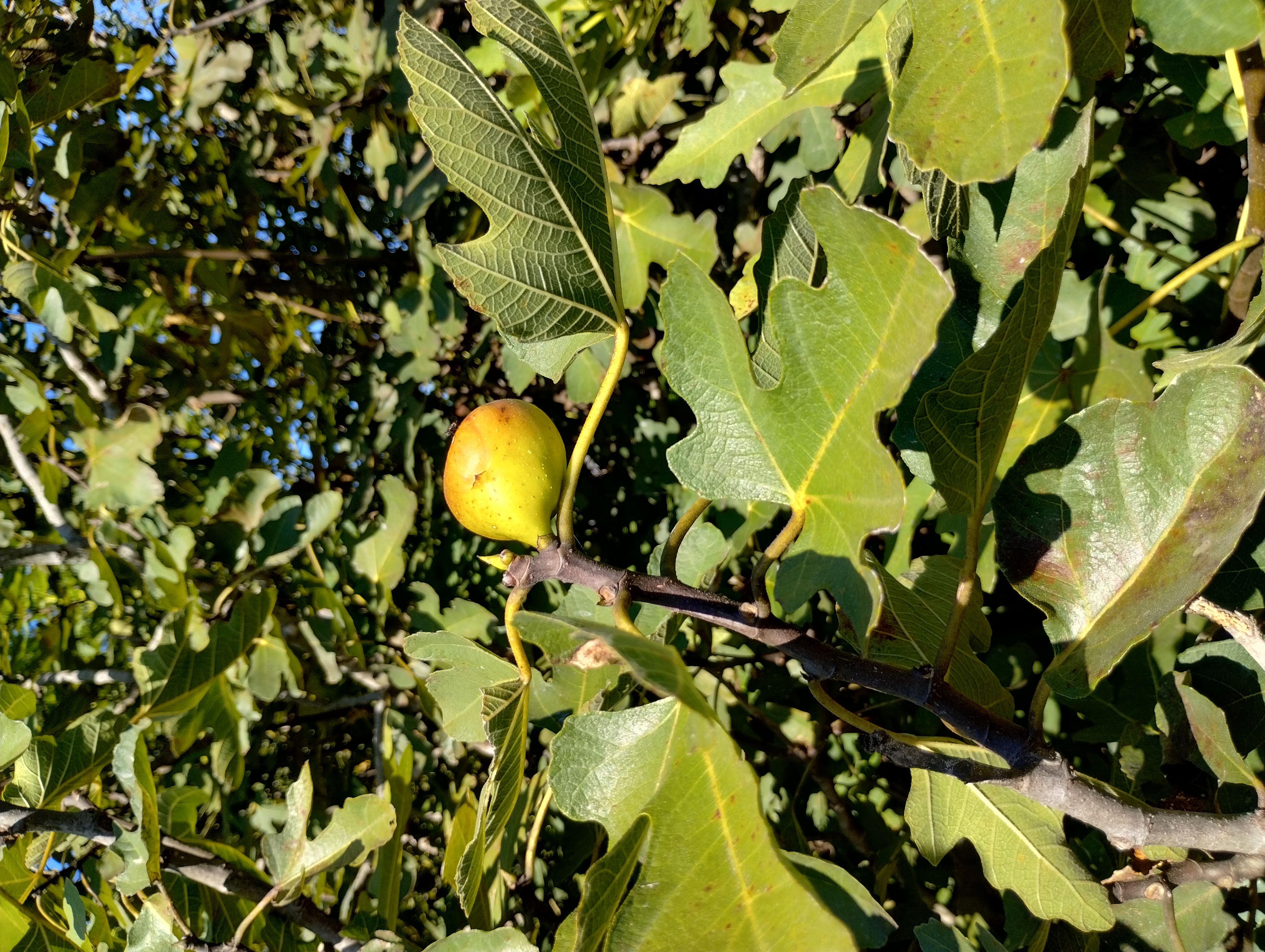 Ficus carica ripe fruit