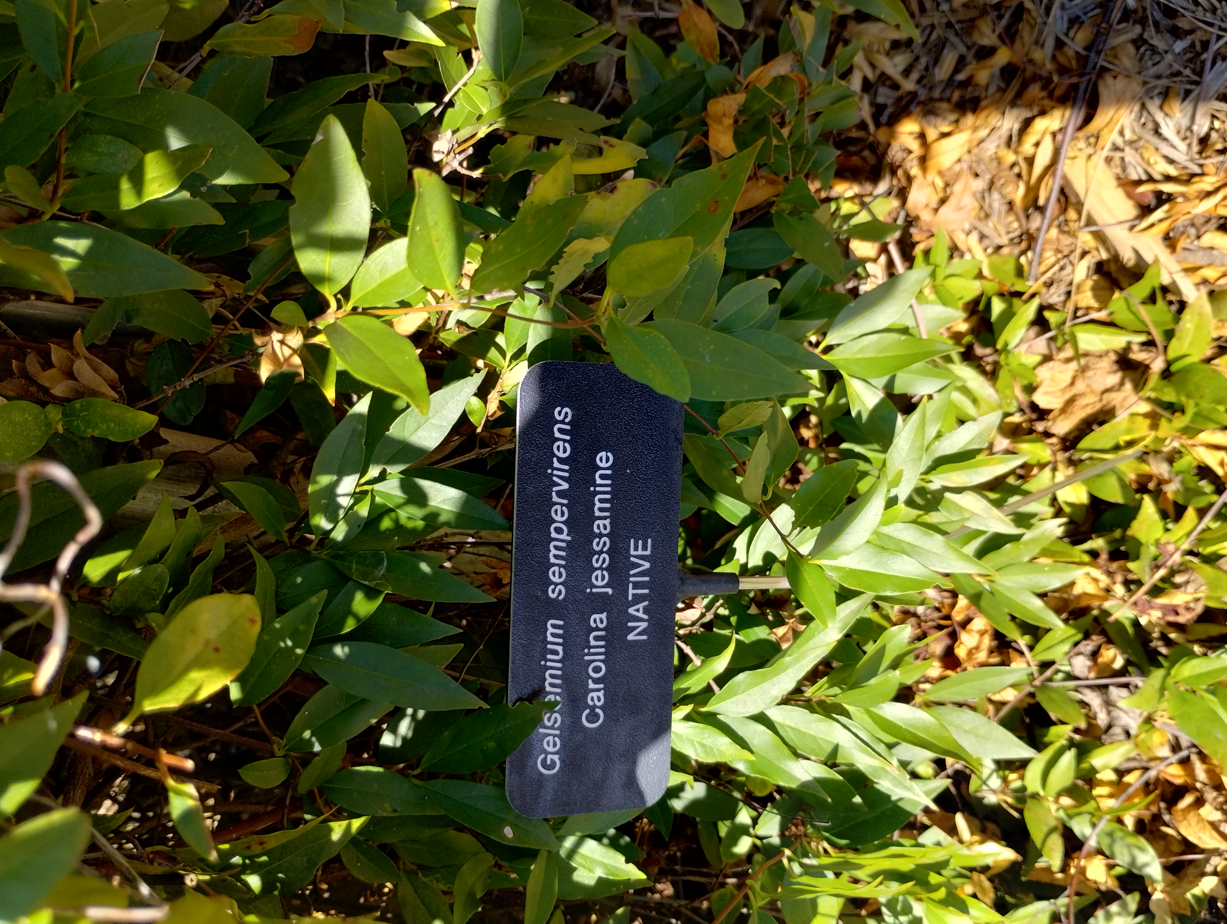 Gelsemium sempervirens