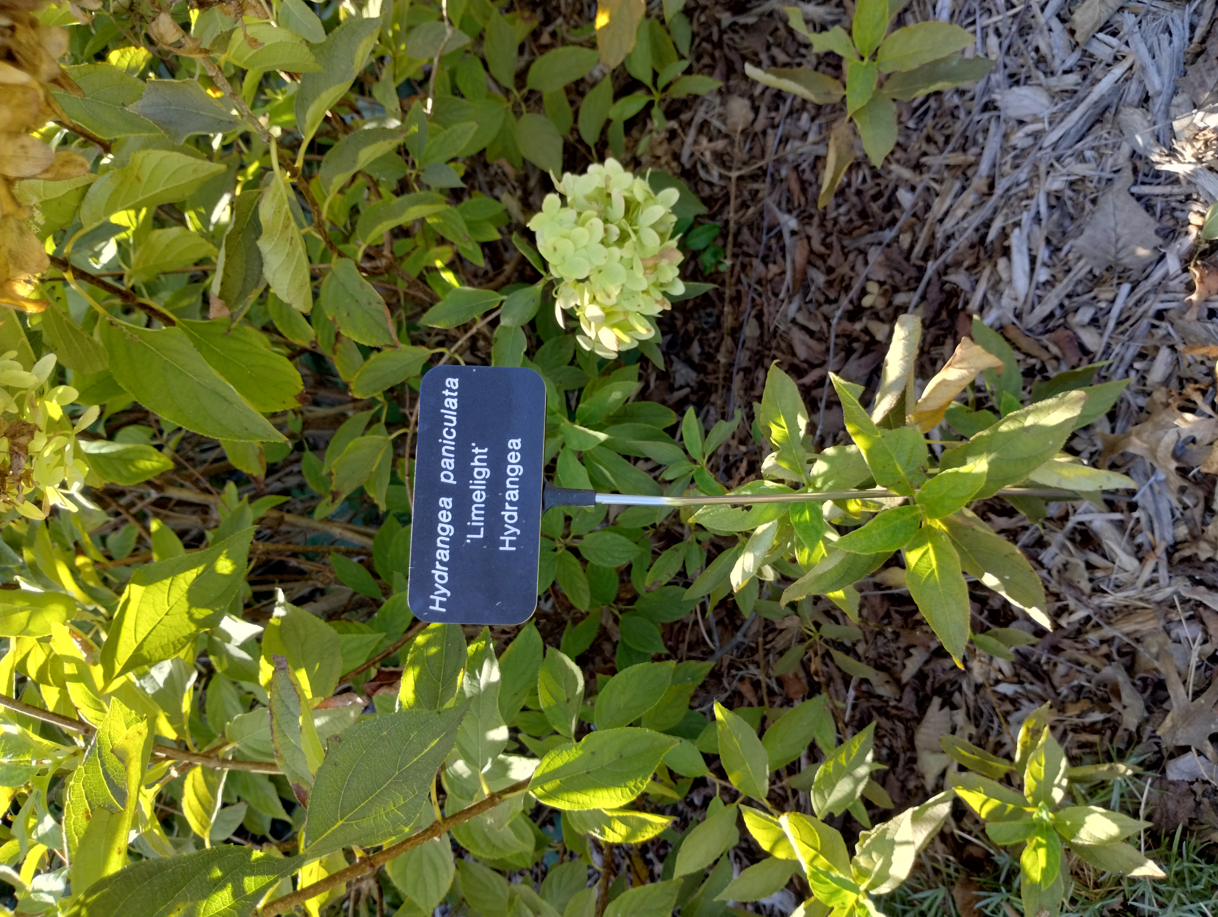 Hydrangea paniculata
