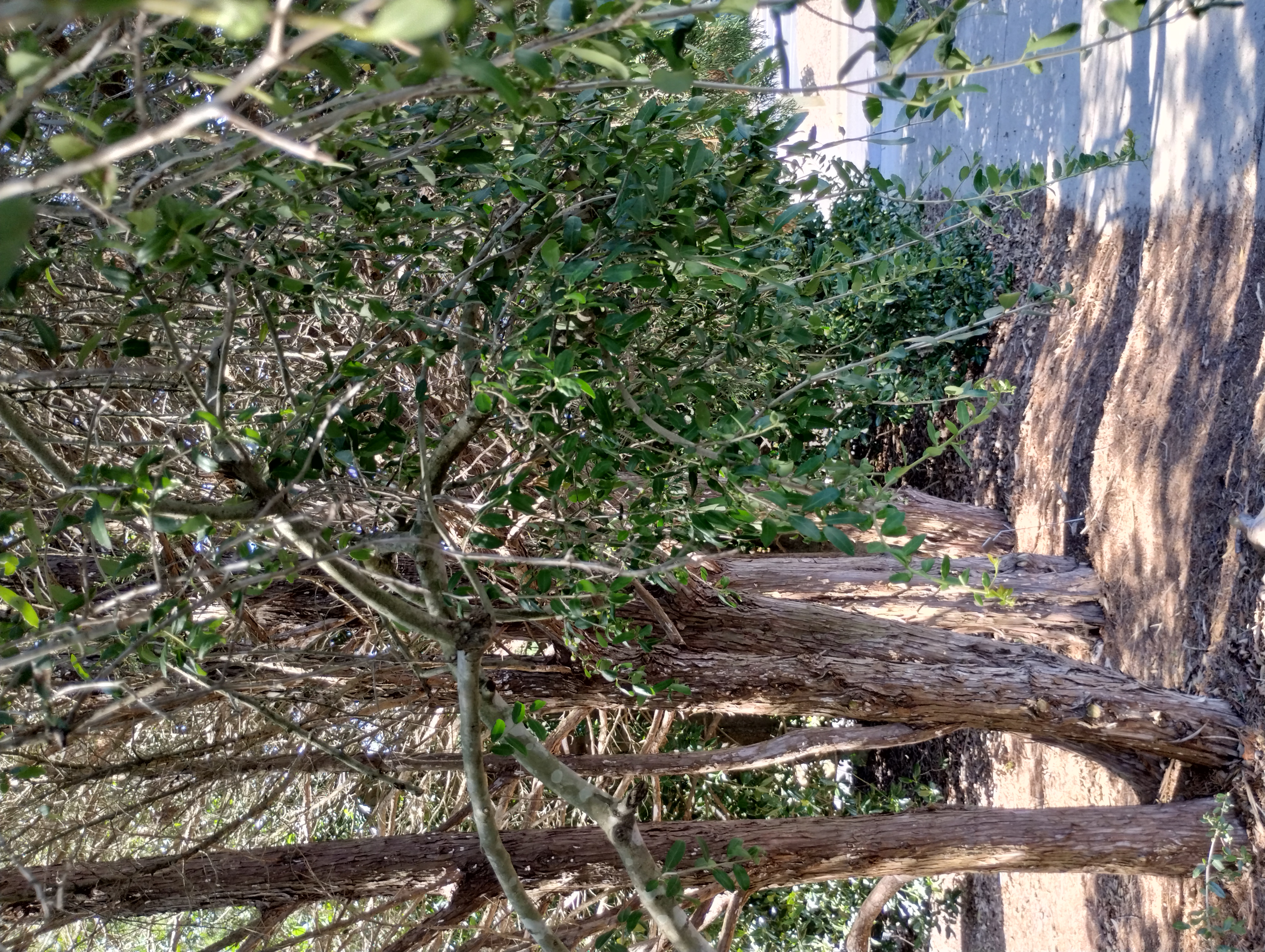 Ilex vomitoria pendula