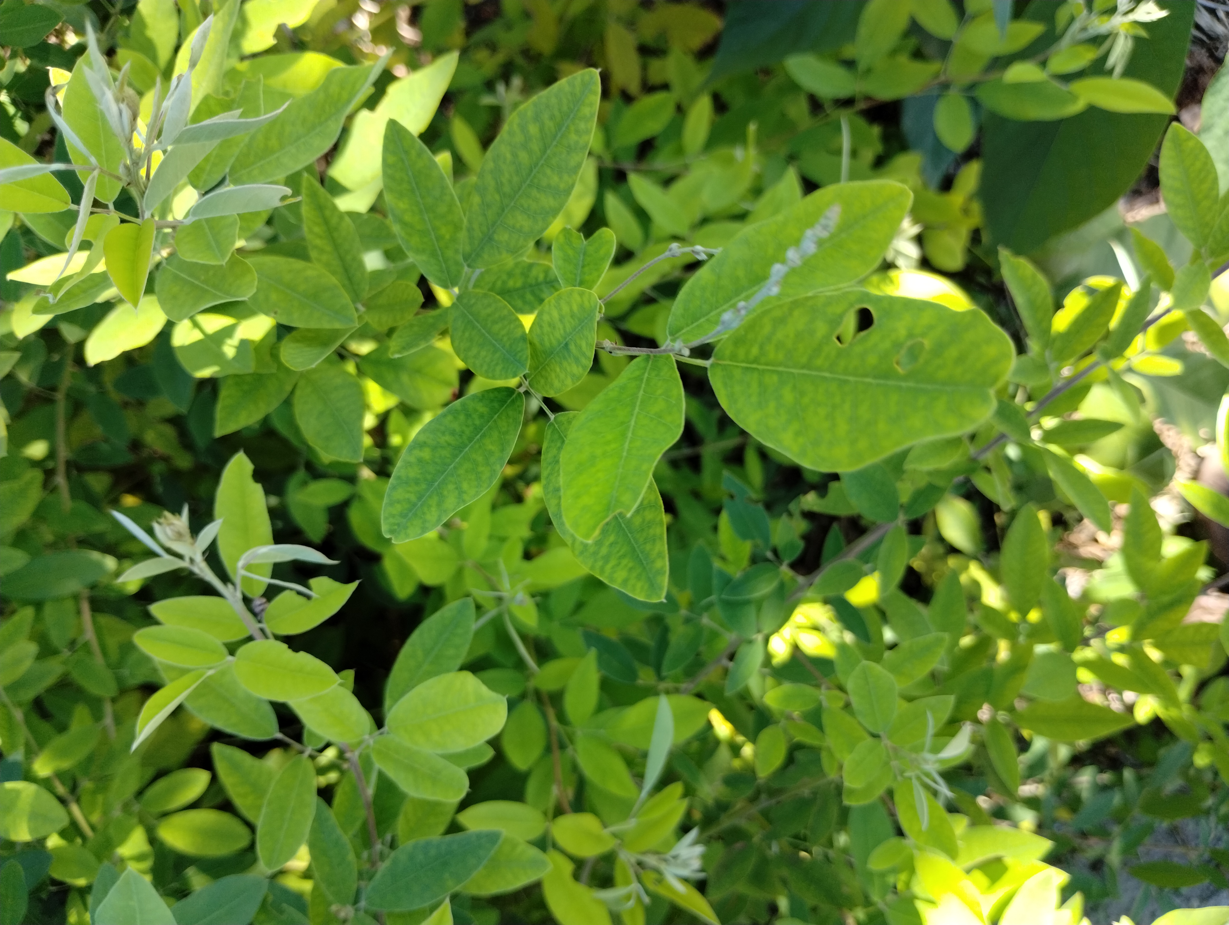 Lespedeza bicolor leaves