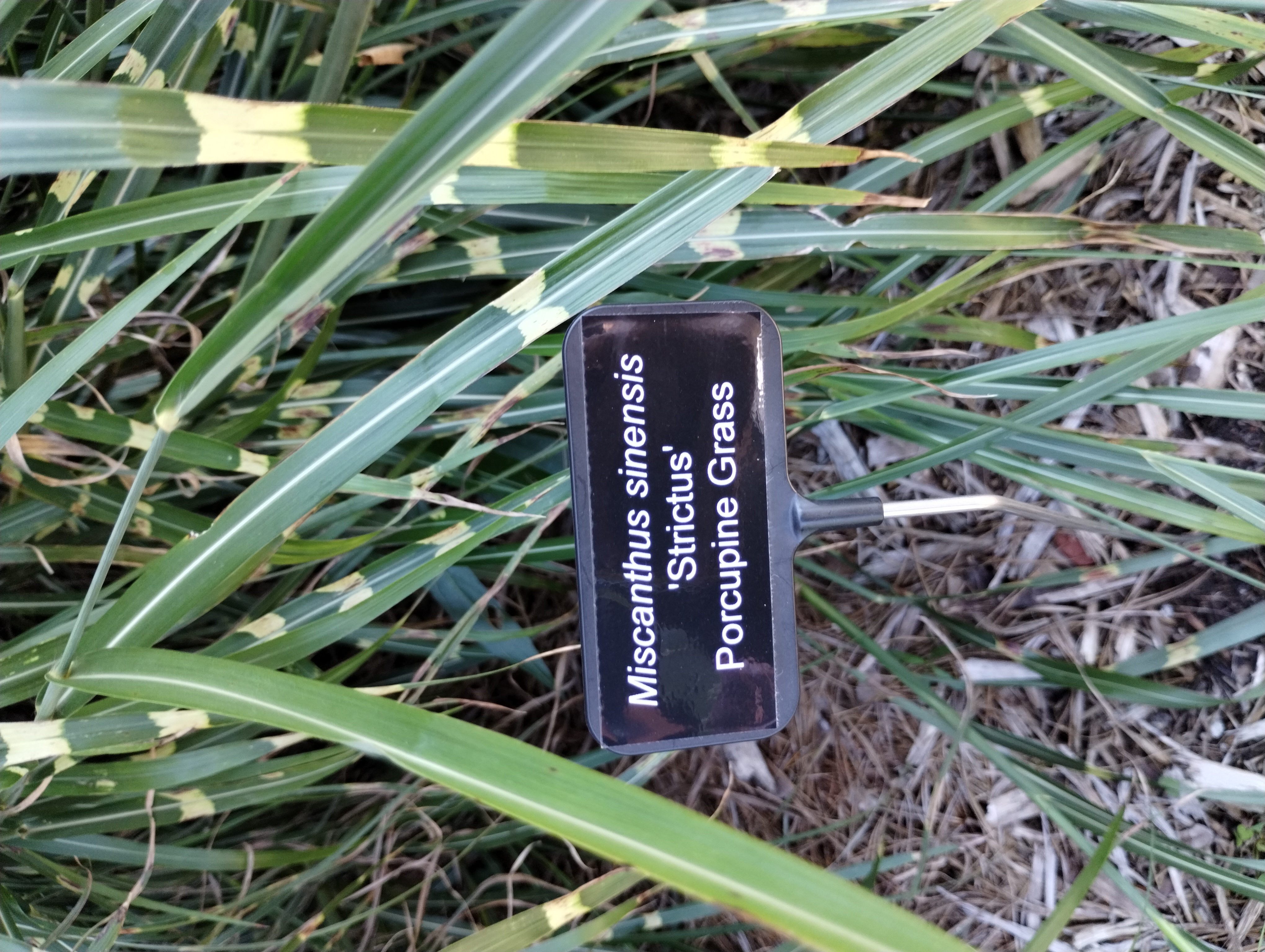 Miscanthus sinensis