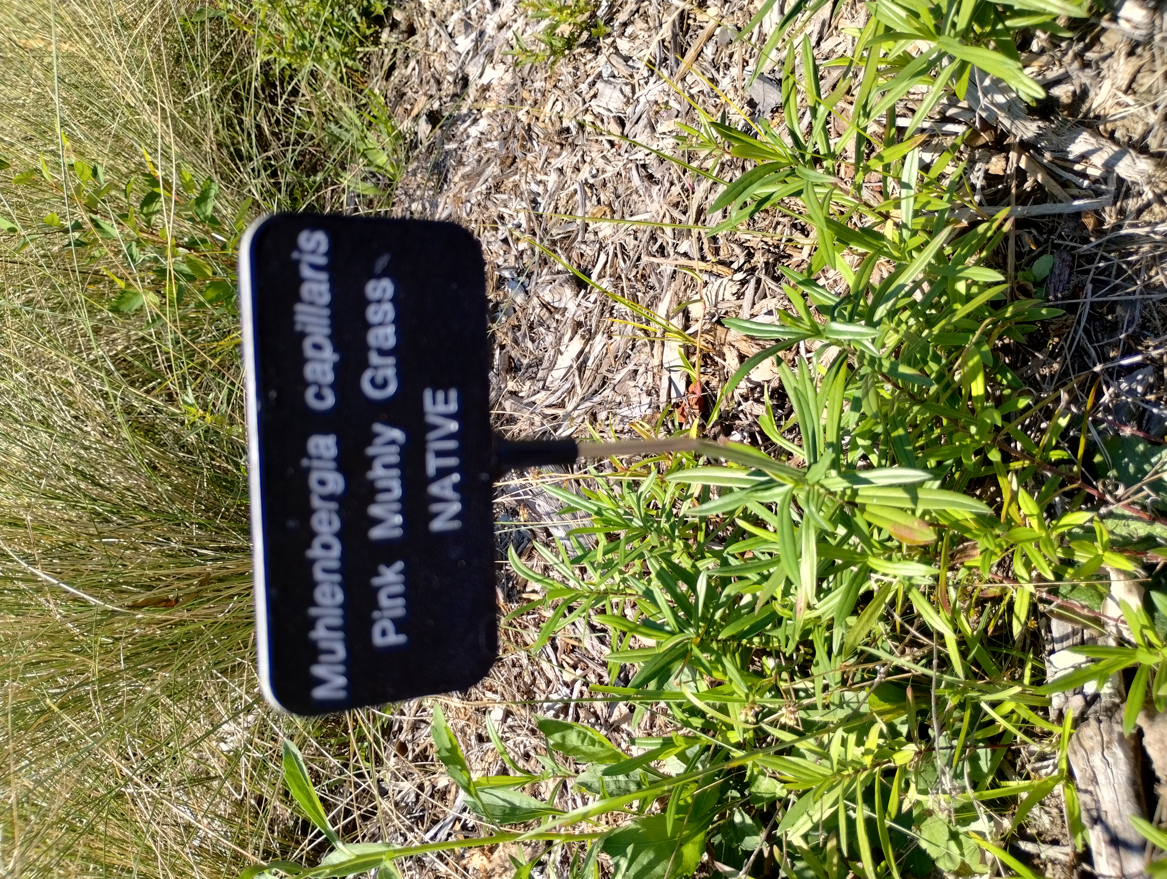 Muhlenbergia capillaris