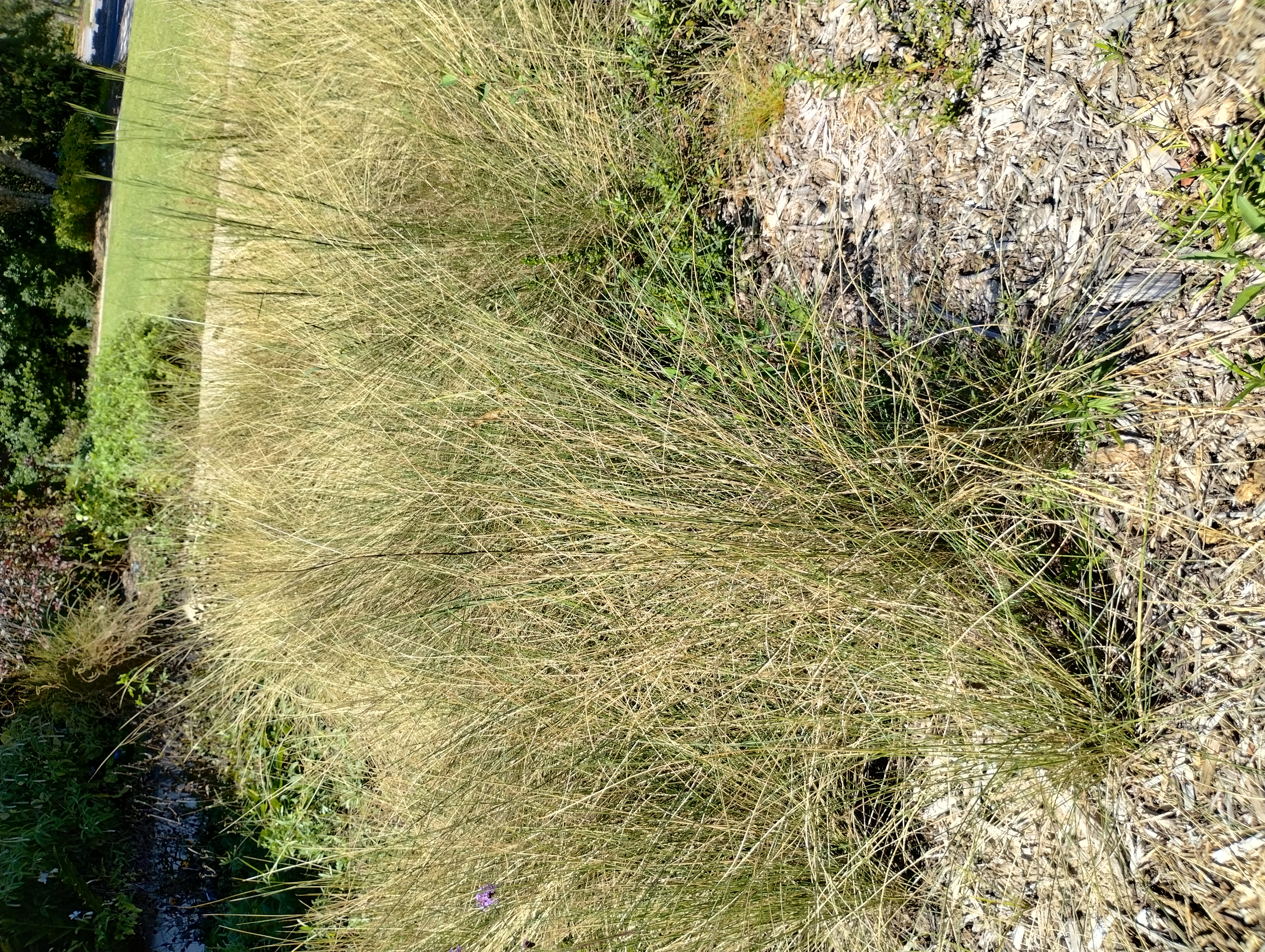 Muhlenbergia capillaris