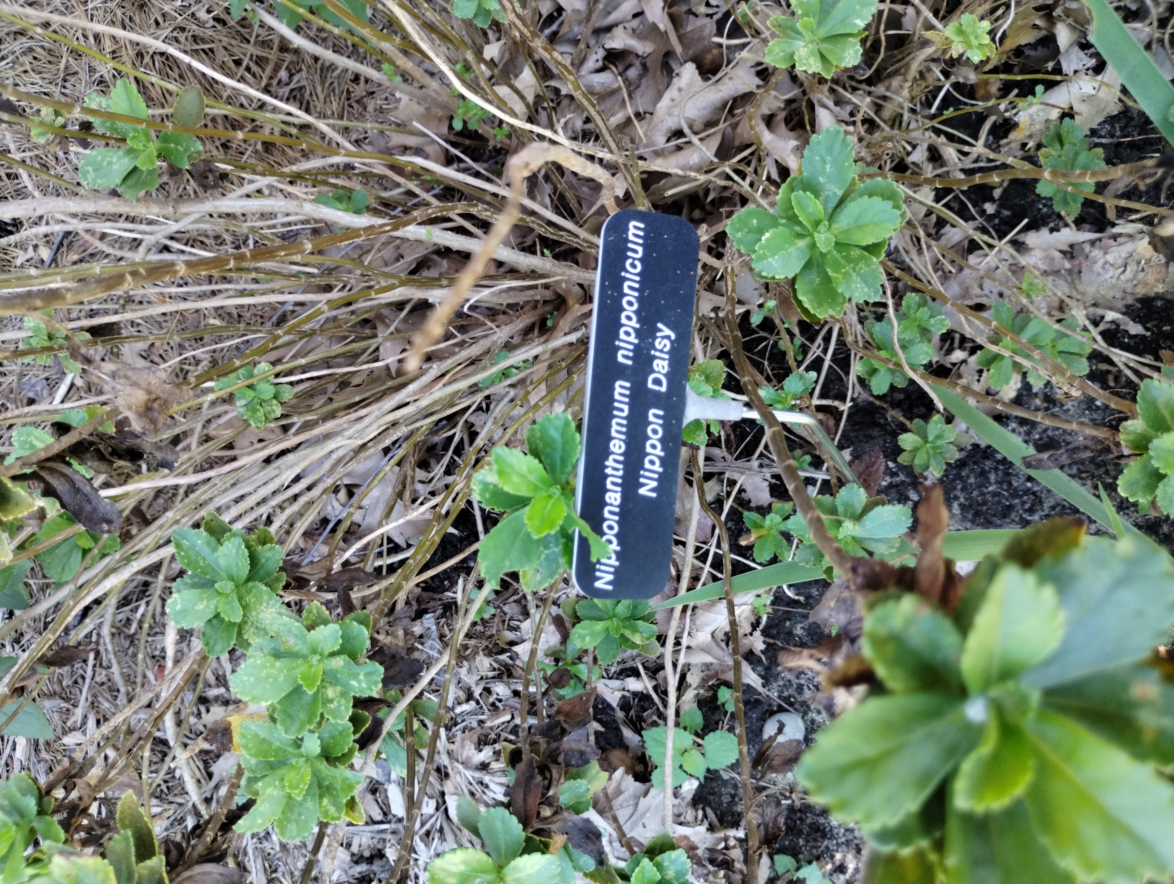 Nipponanthemum Nipponicum