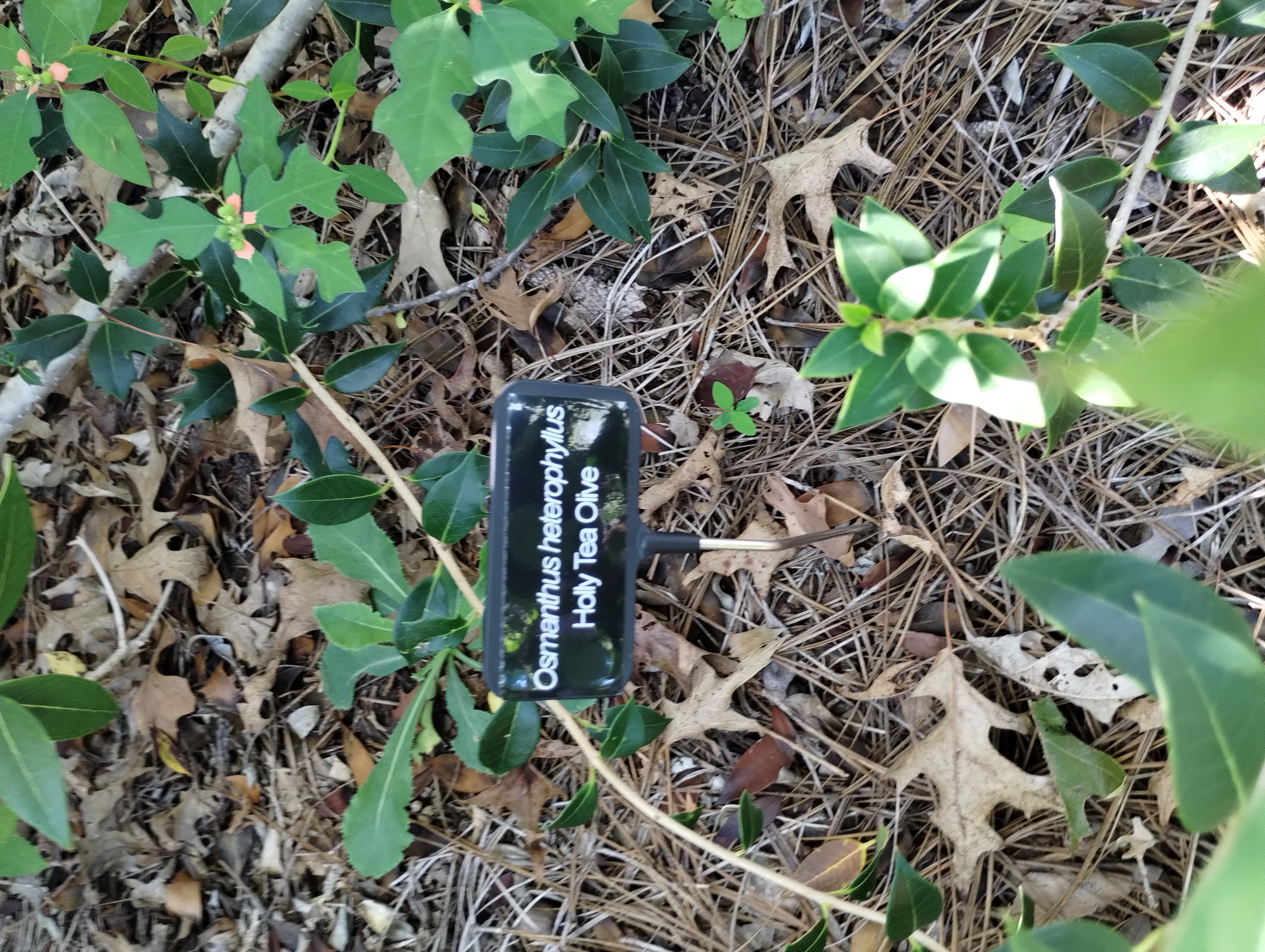 Osmanthus heterophyllus