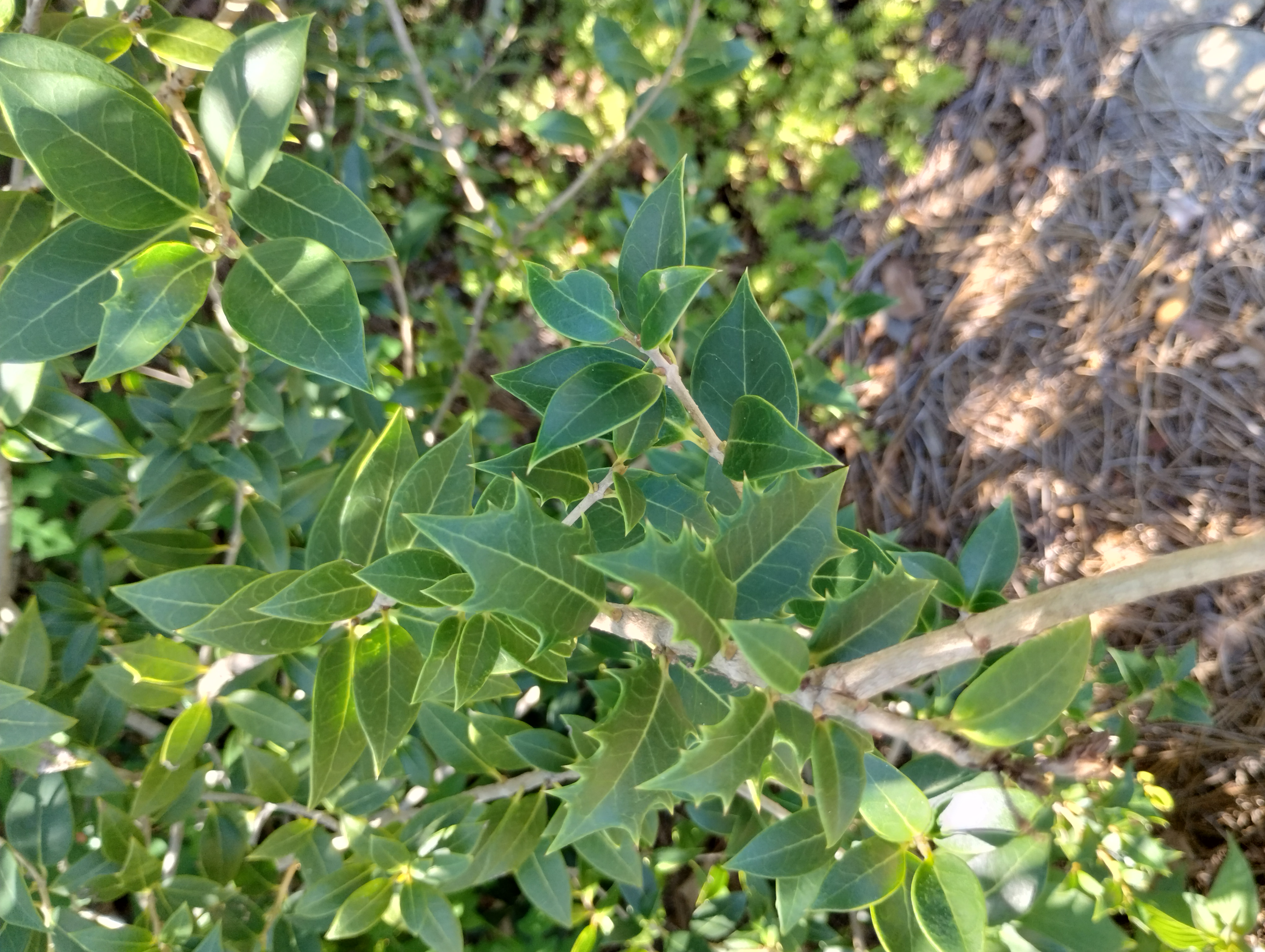 Osmanthus heterophyllus leaves