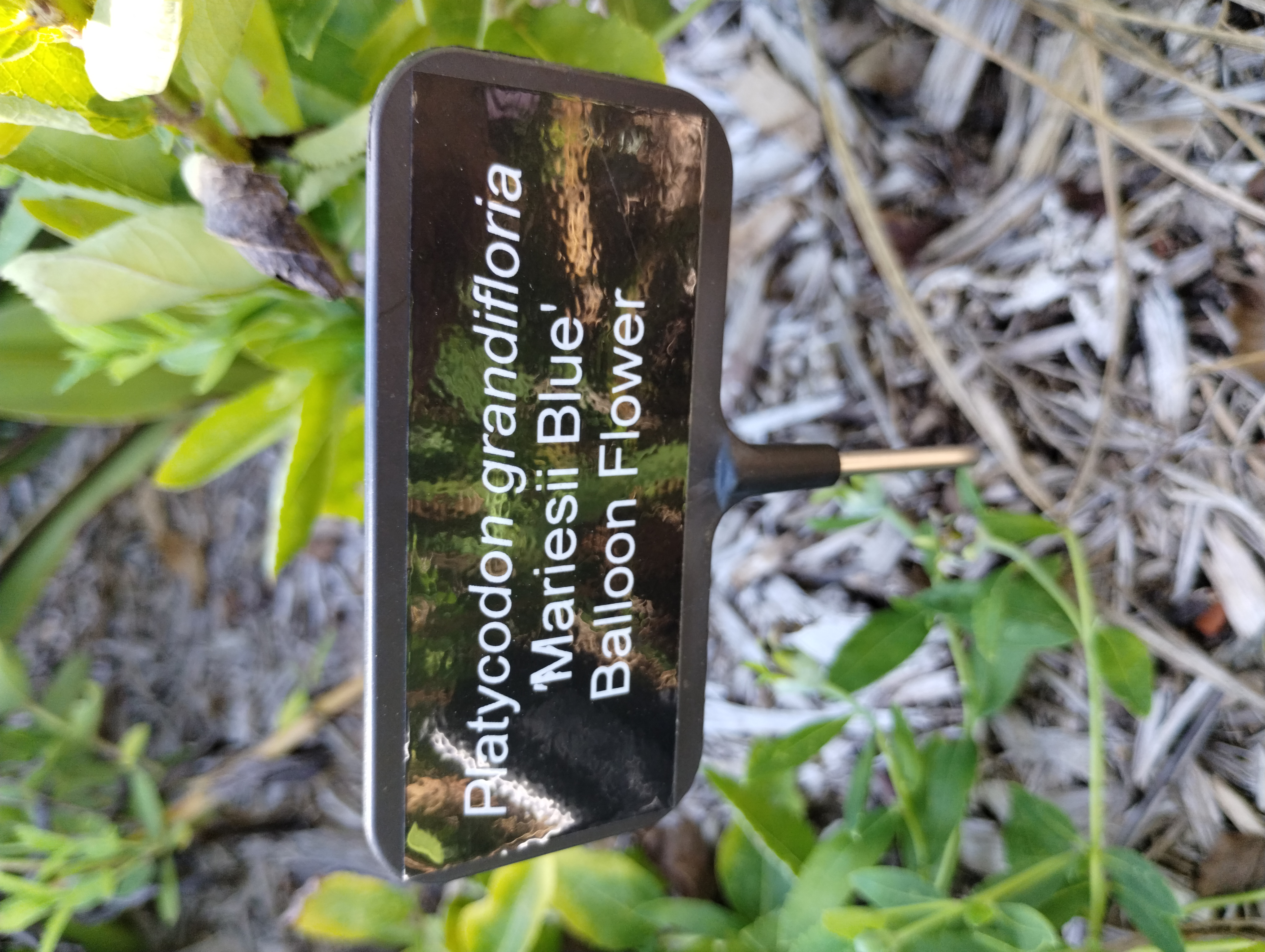 Platycodon grandifloria