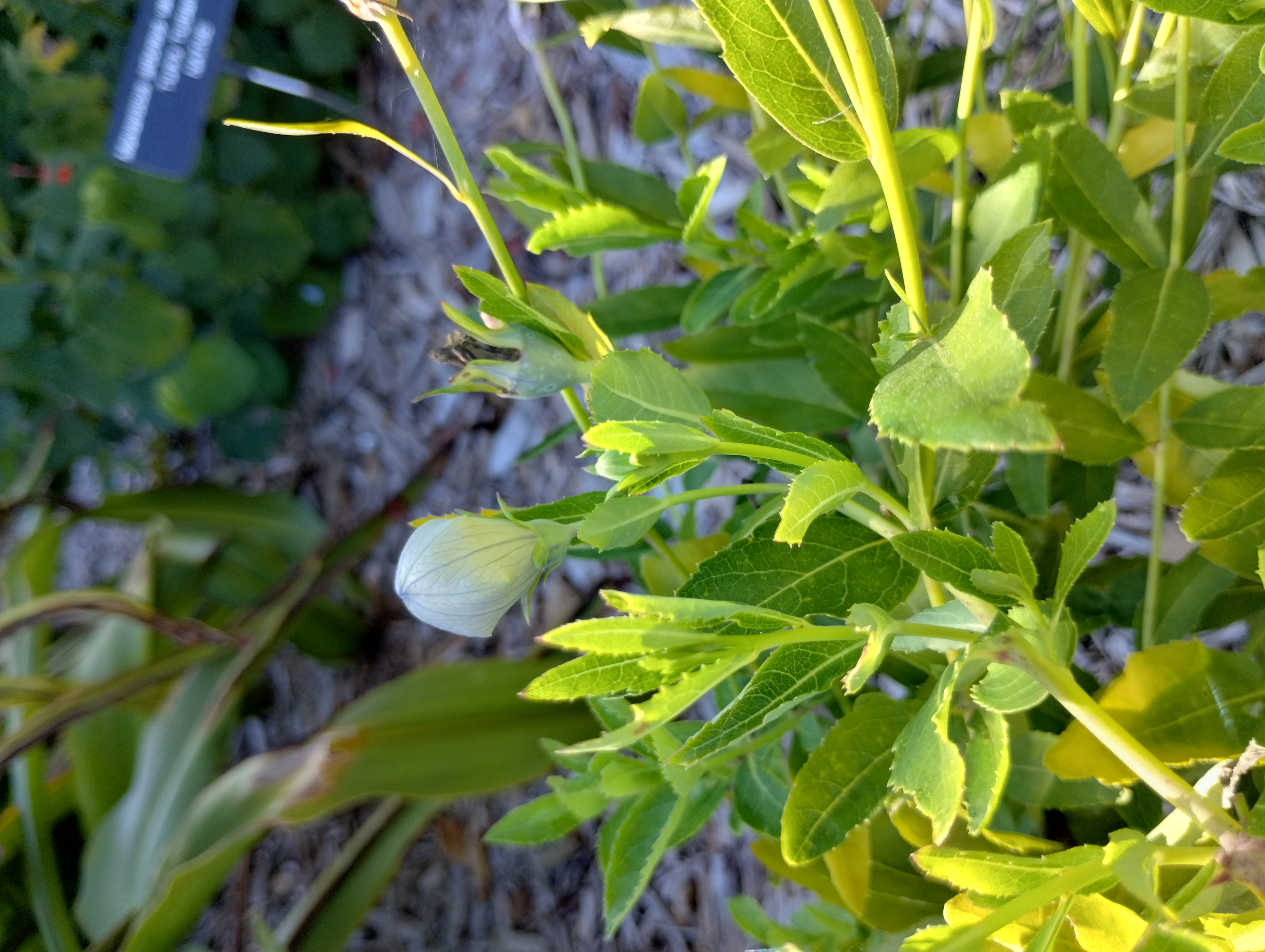 Platycodon grandifloria