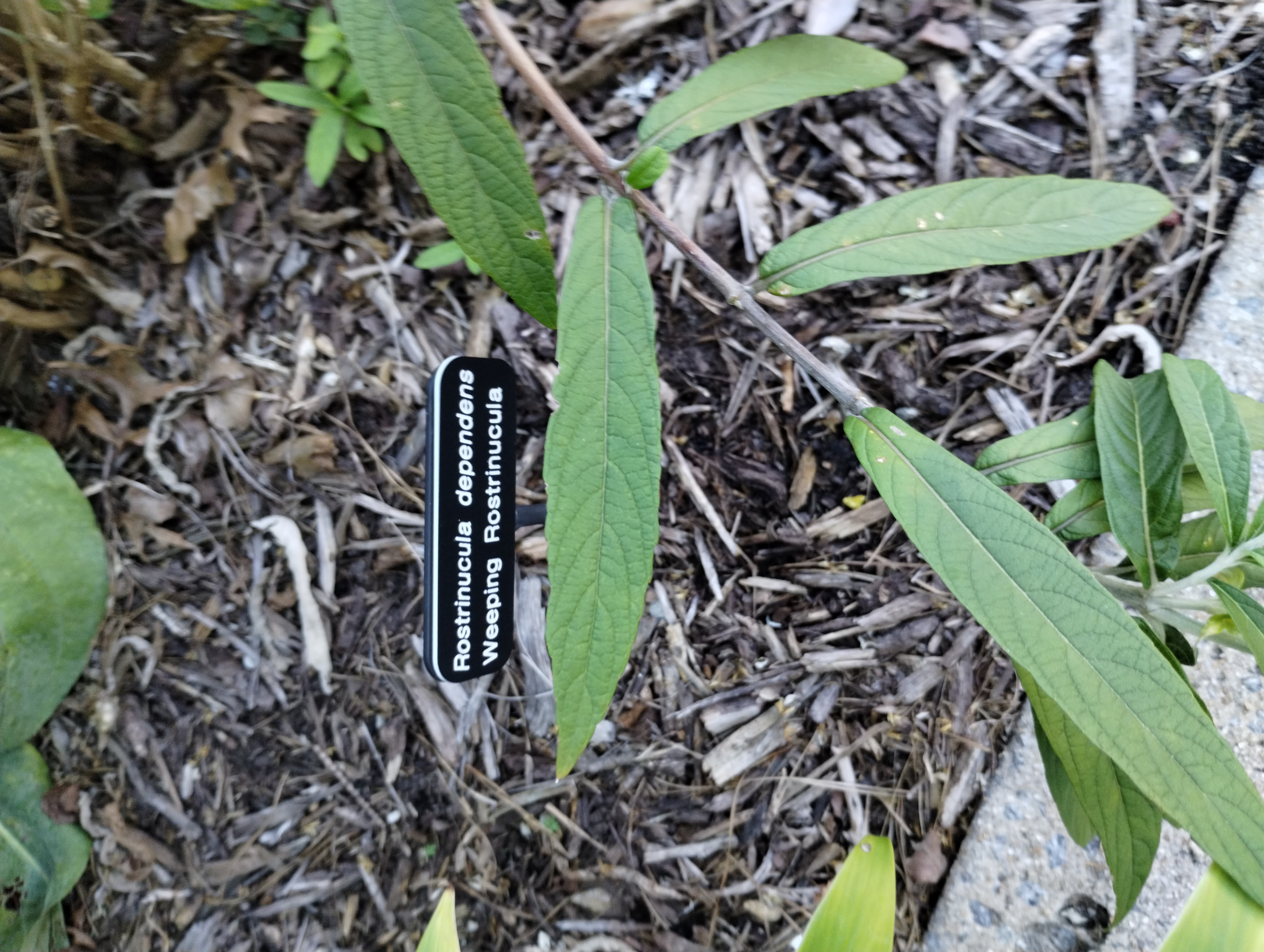 Rostrinucula dependens