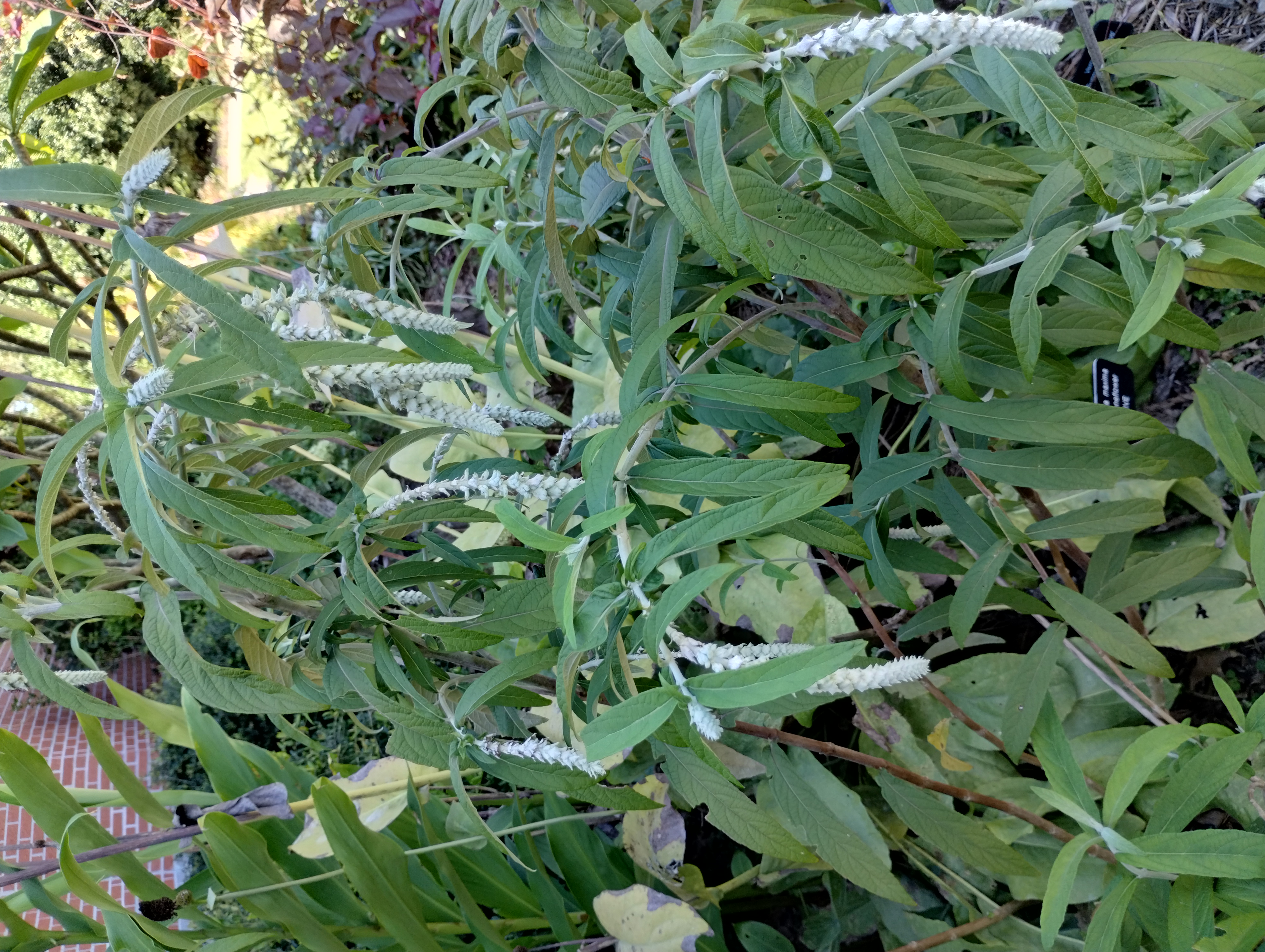 Rostrinucula dependens leaves and flowers