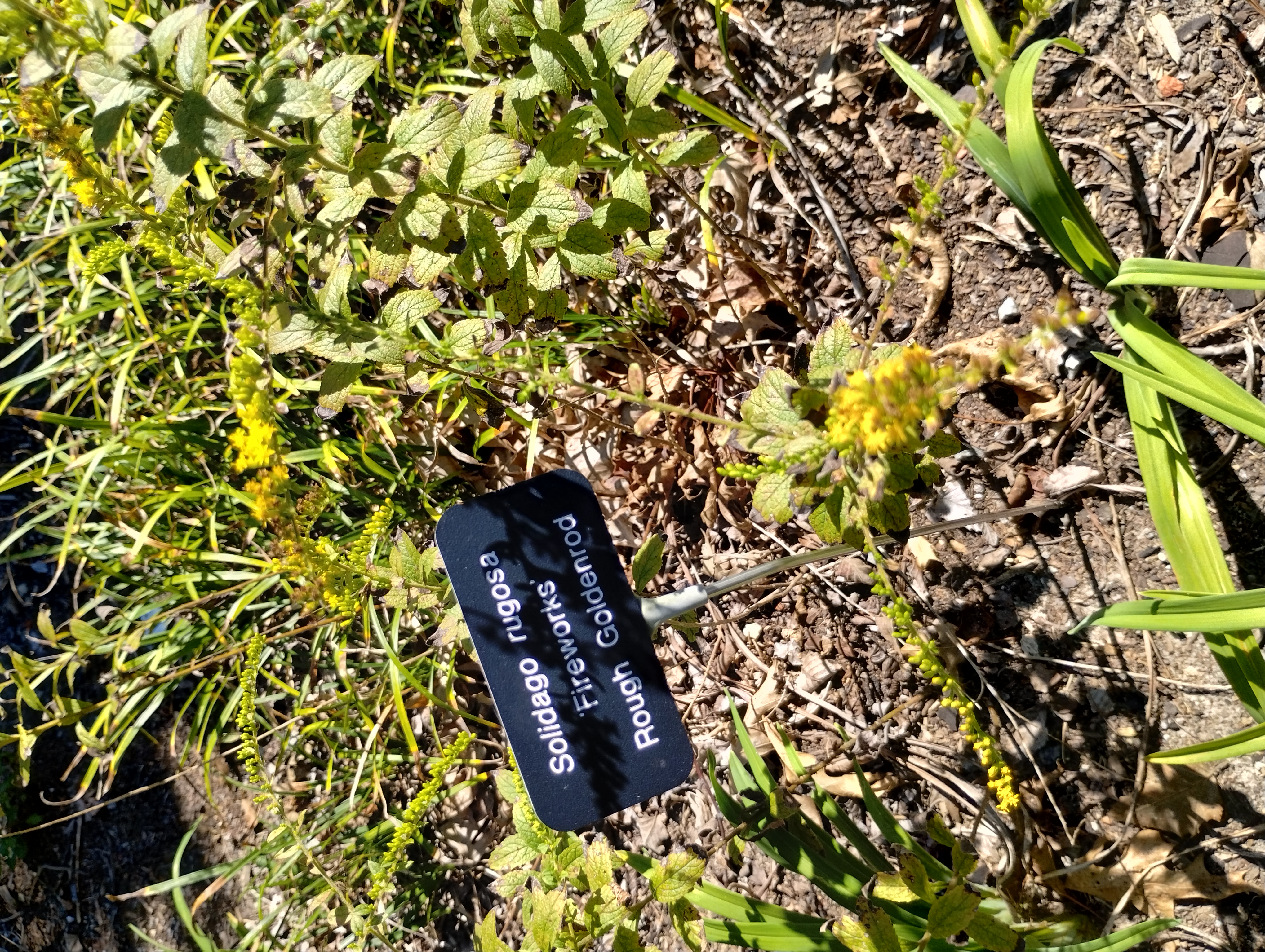 Solidago rugosa