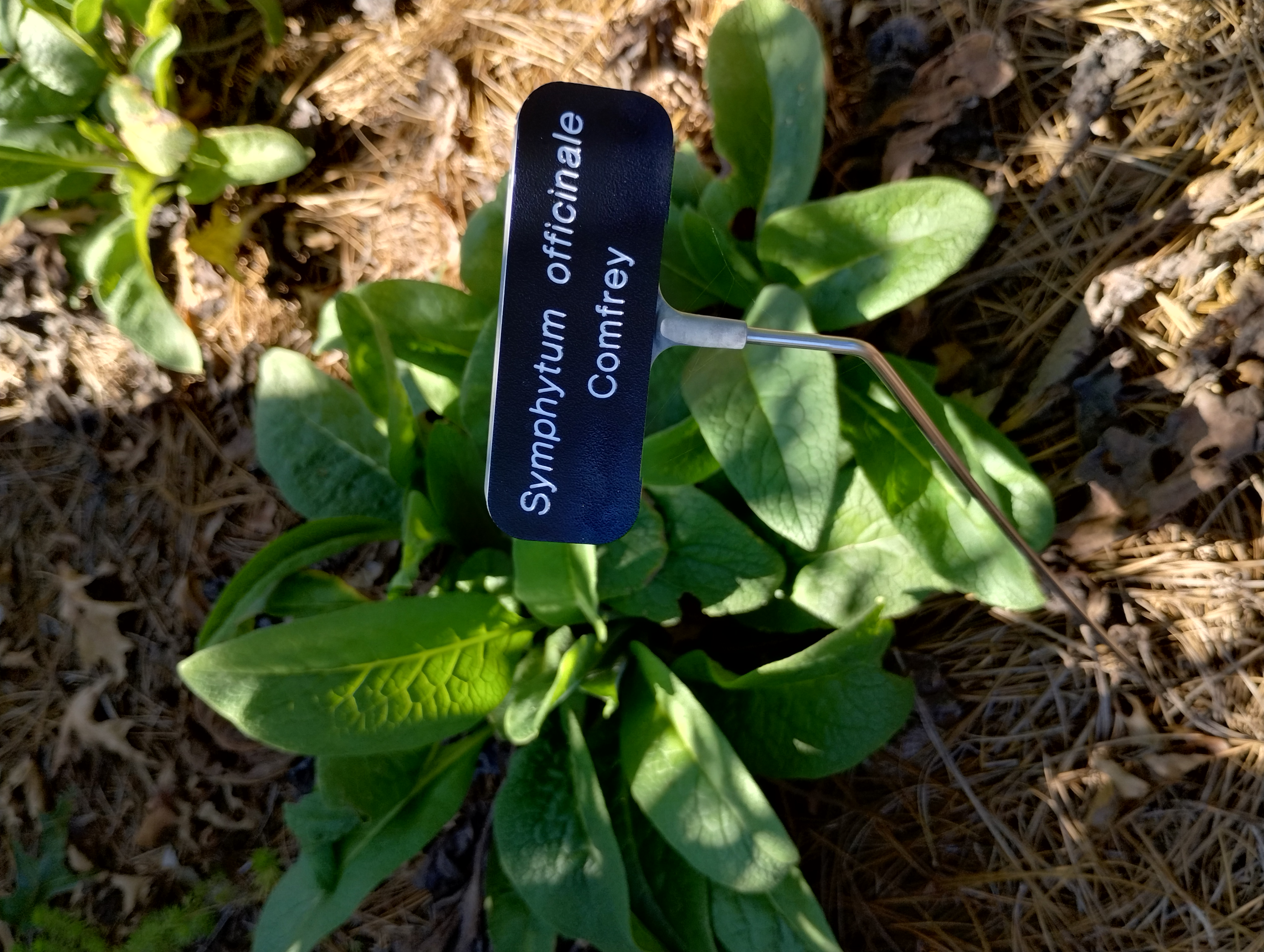 Symphytum officinale