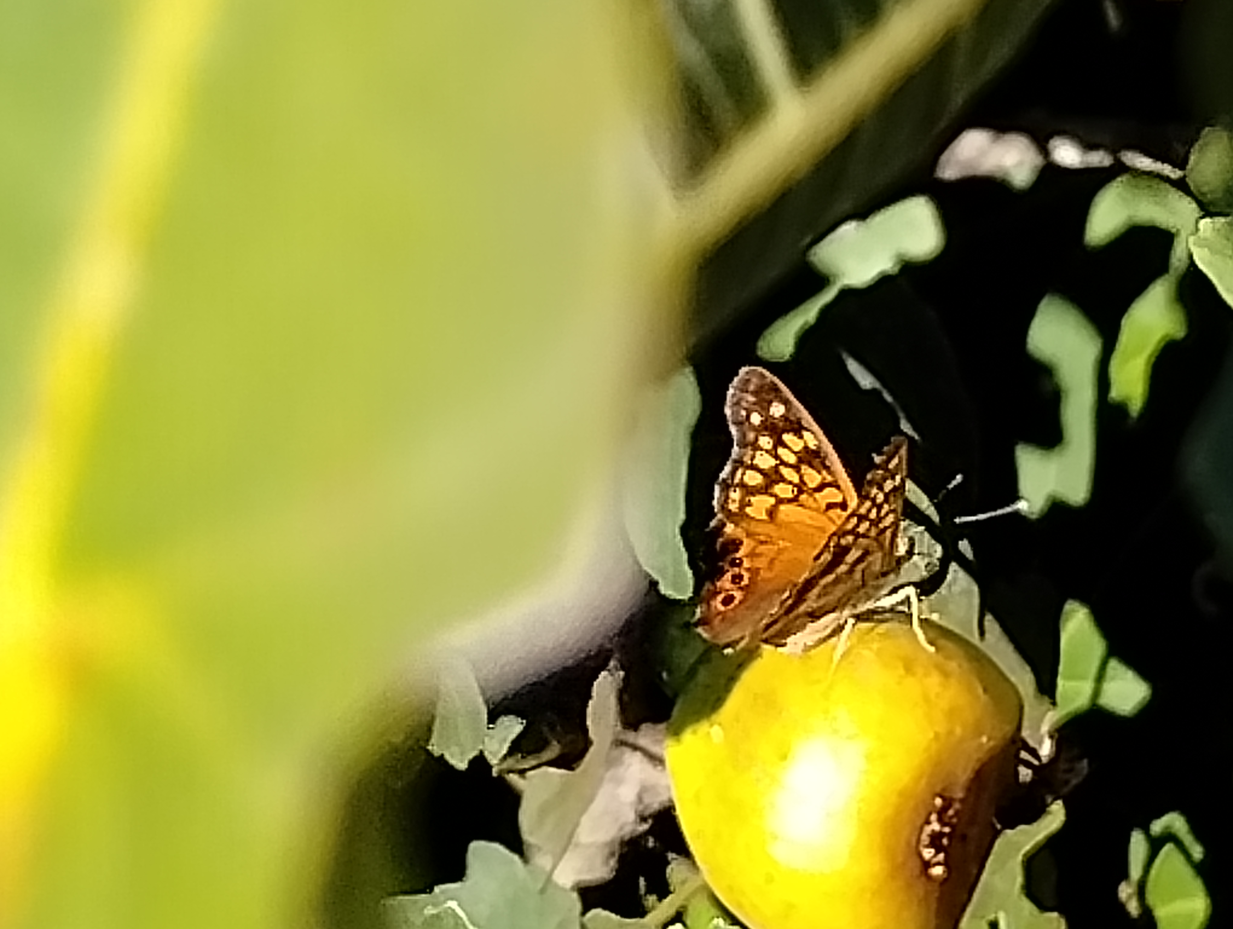 Tawny Emperor butterfly on Ficus carica