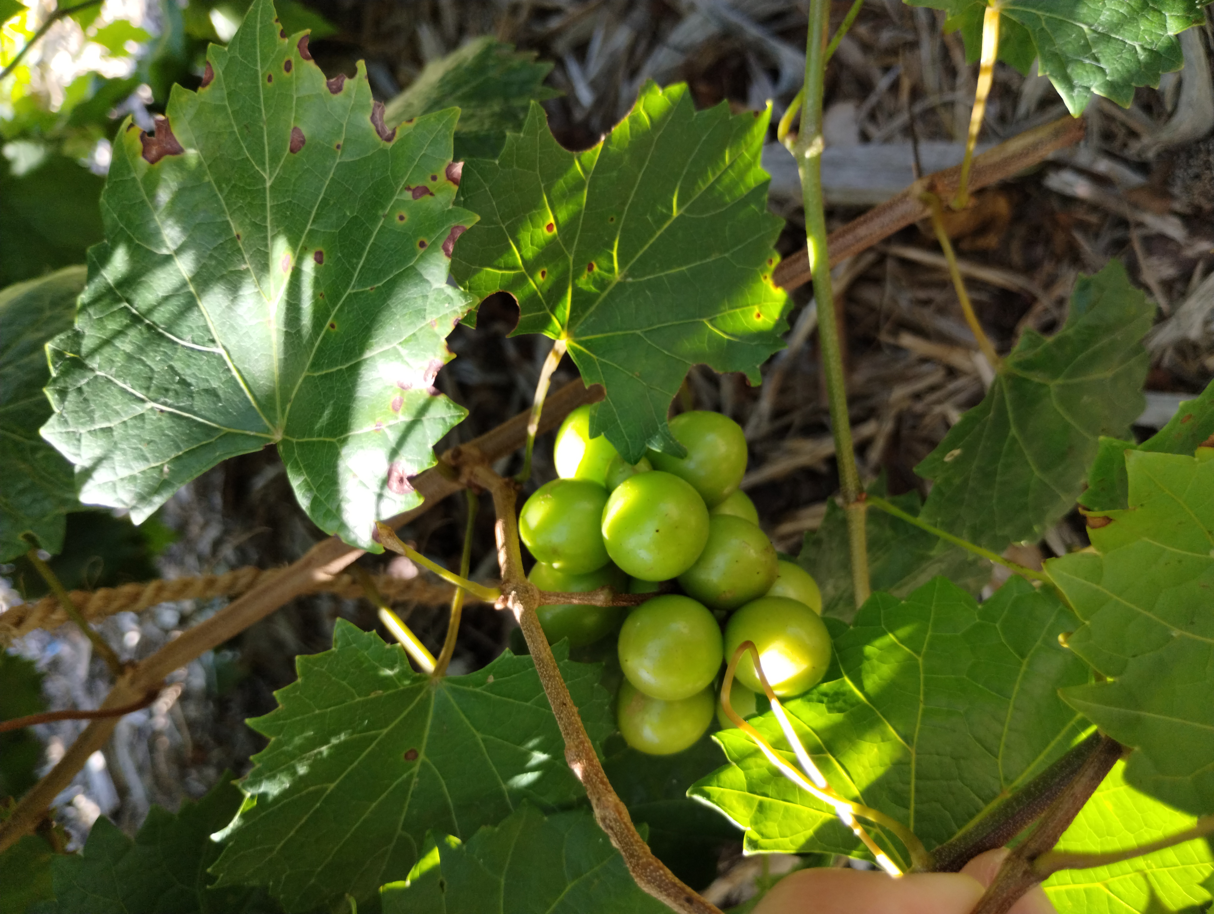 Vitus rotundifolia fruit