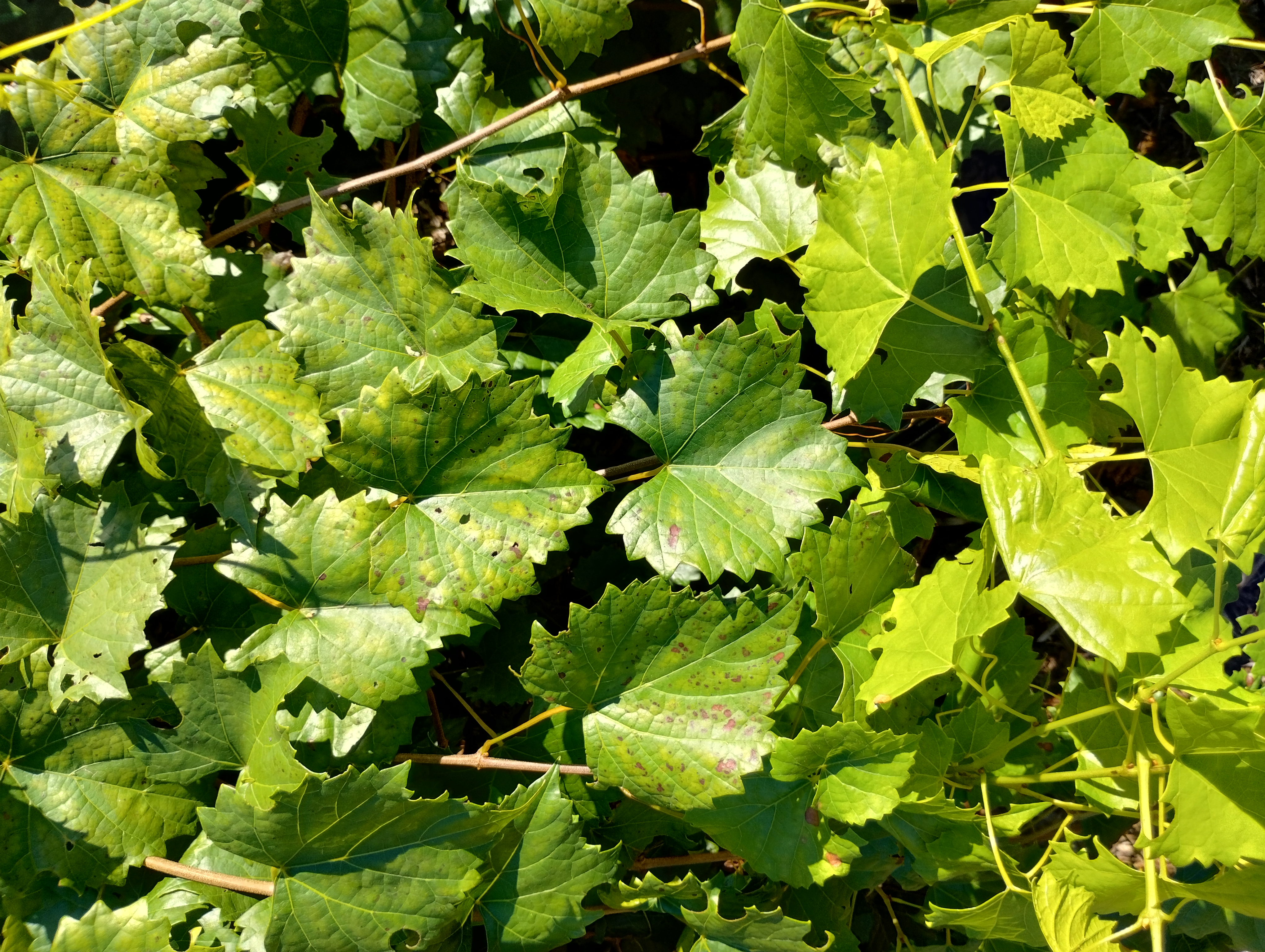 Vitus rotundifolia leaves