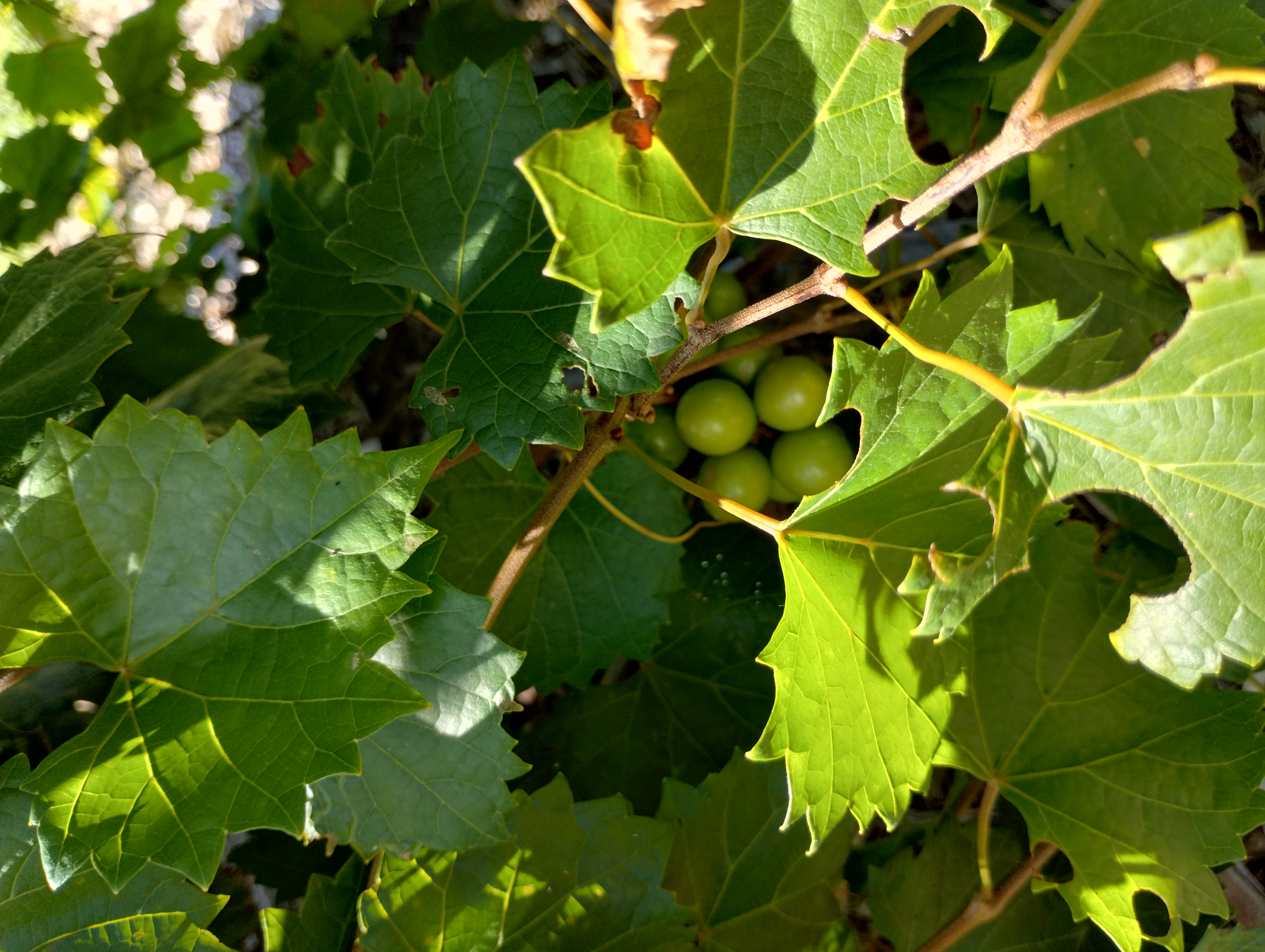 Vitus rotundifolia leaves and fruit