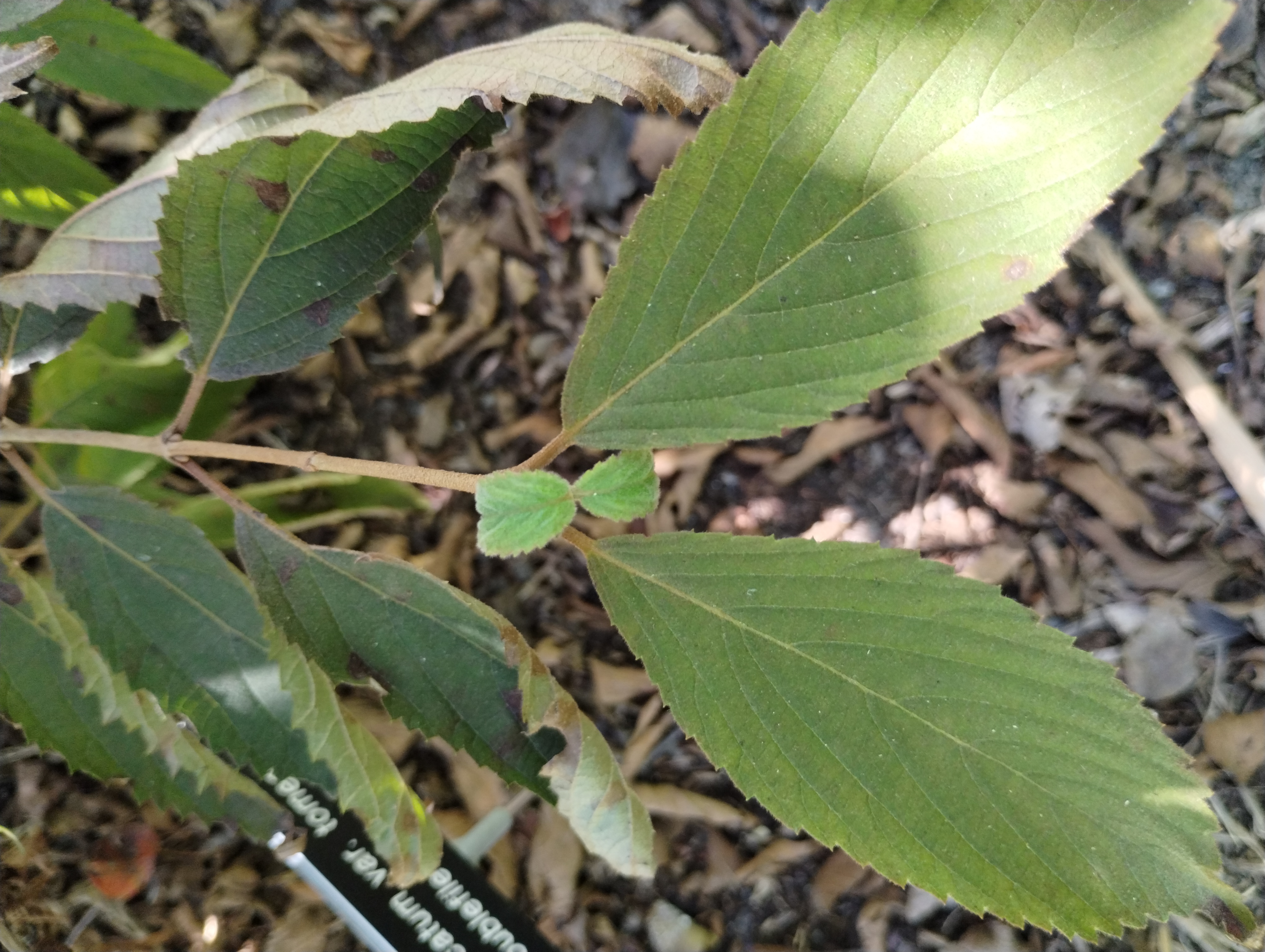 Viburnum plicatum leaf