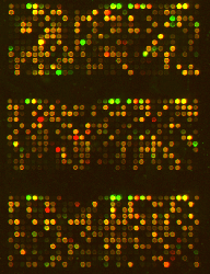 microarray