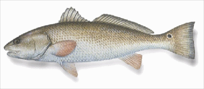 A red drum