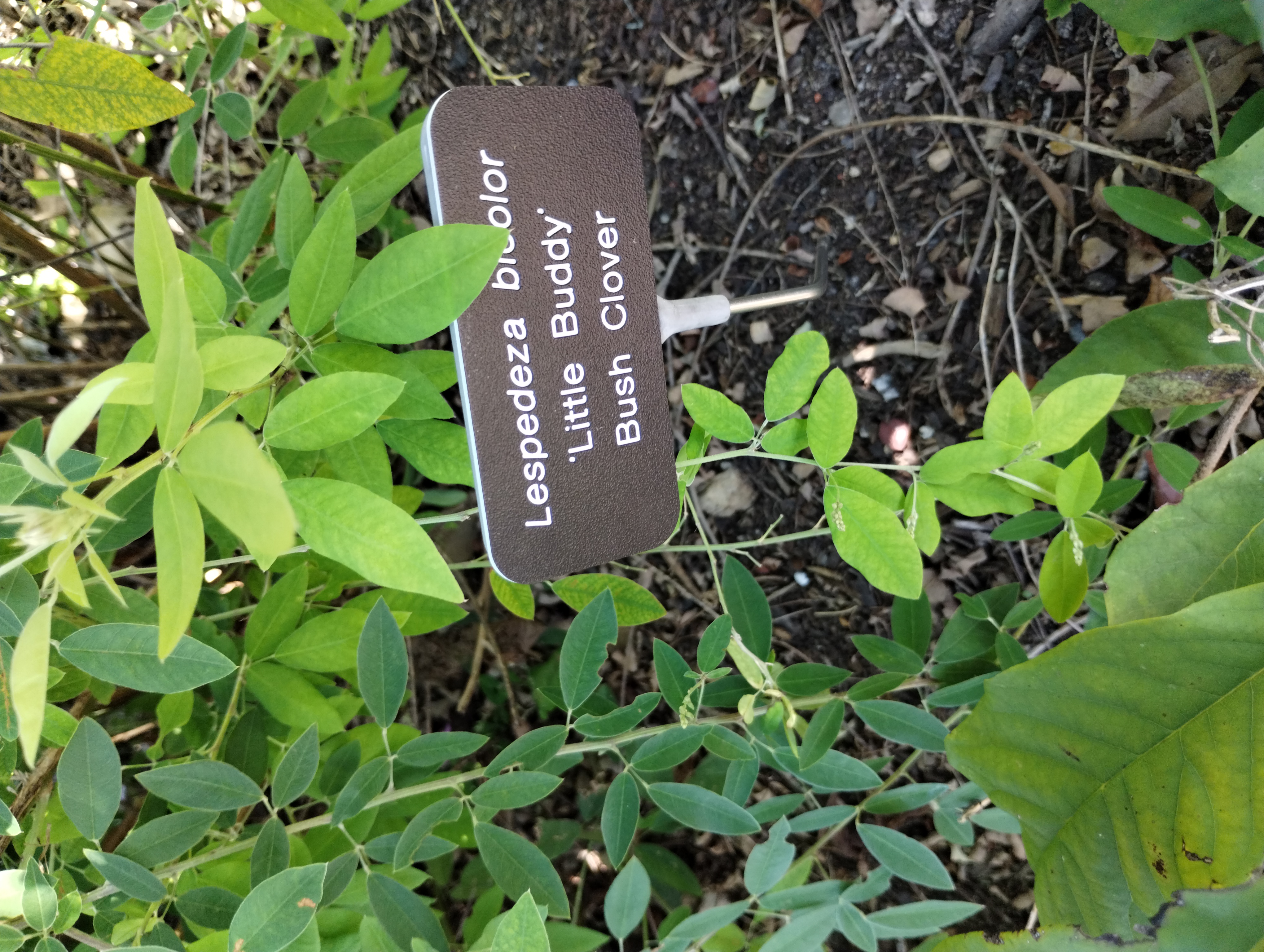 Lespedeza bicolor